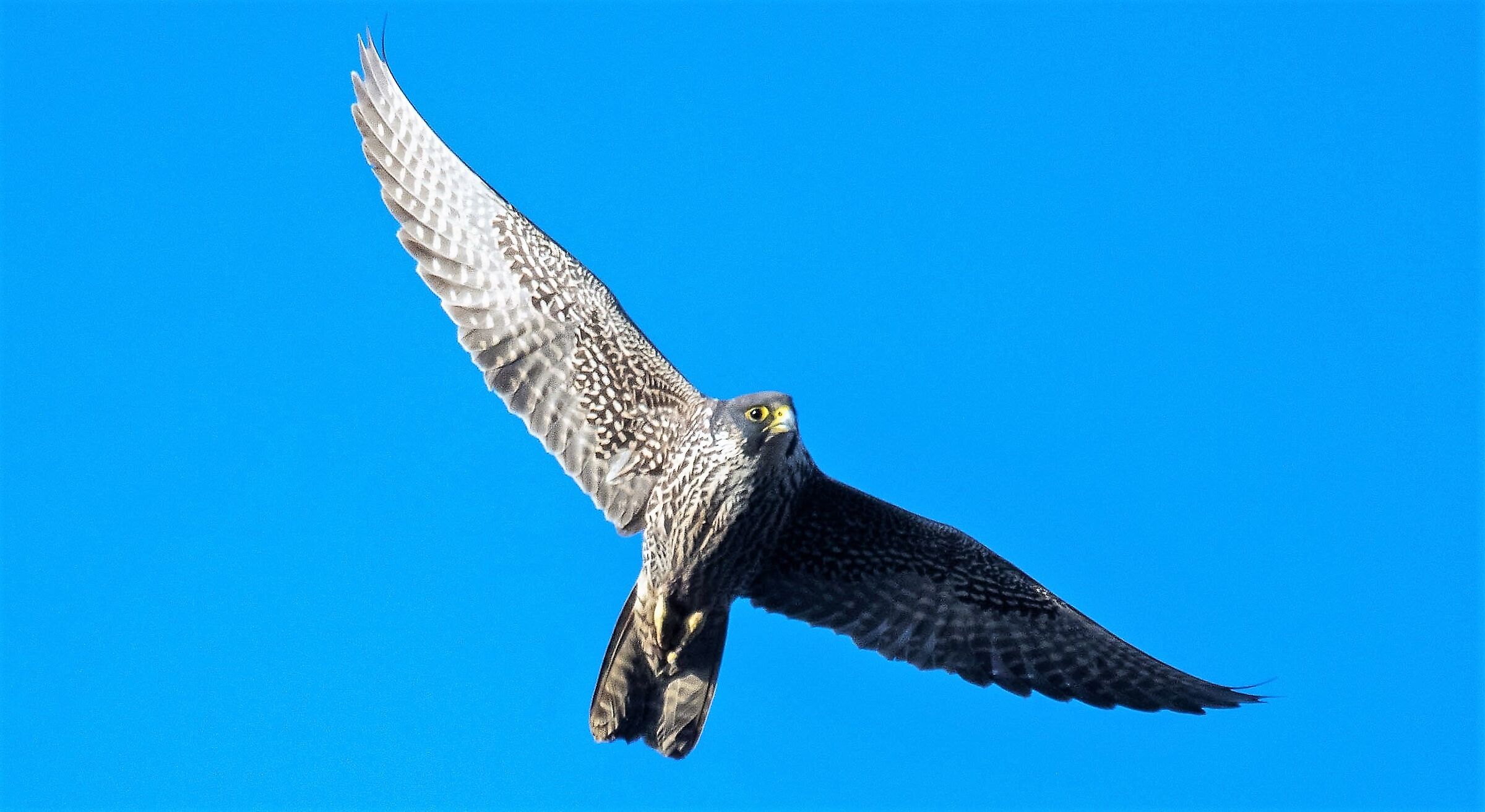 Falco pellegrino