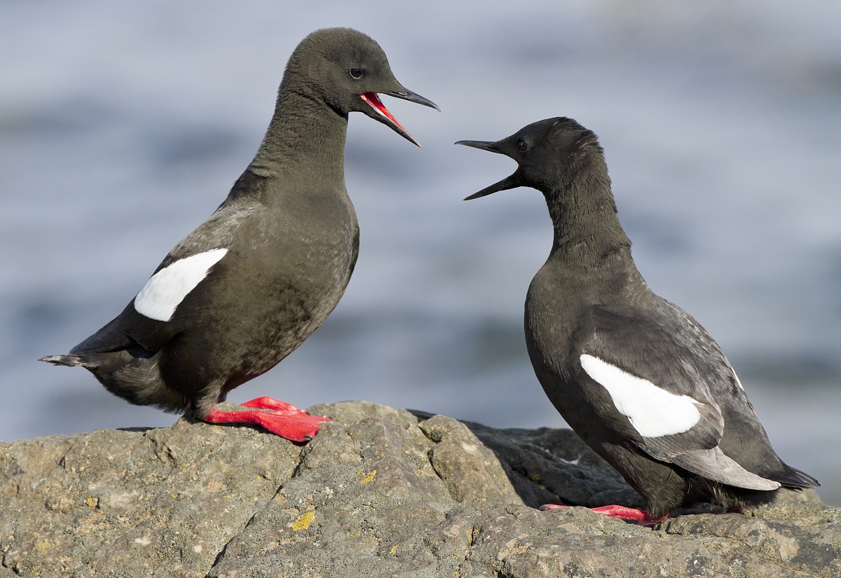 Prima dell'accoppiamento
