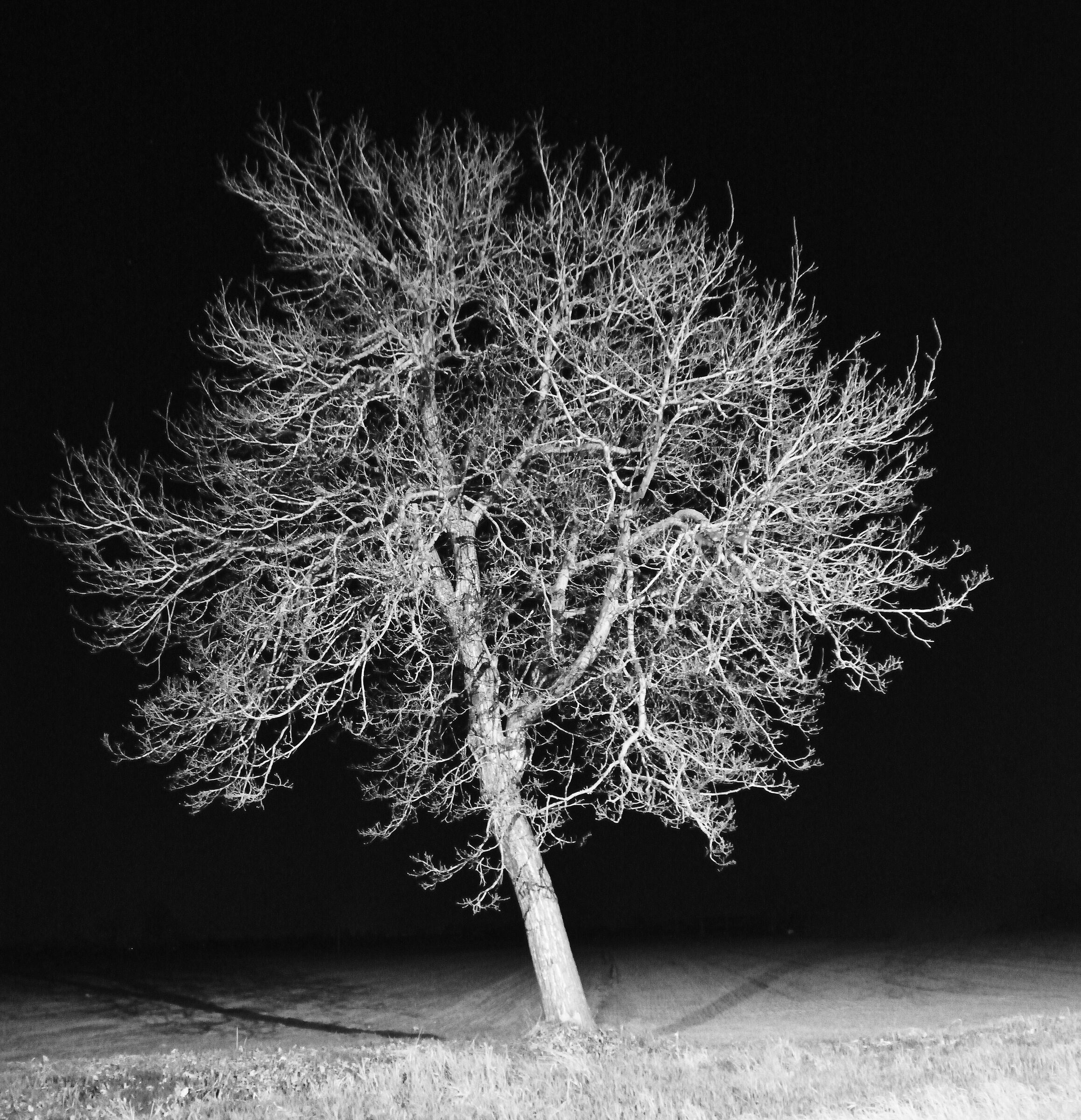 tree in the dark