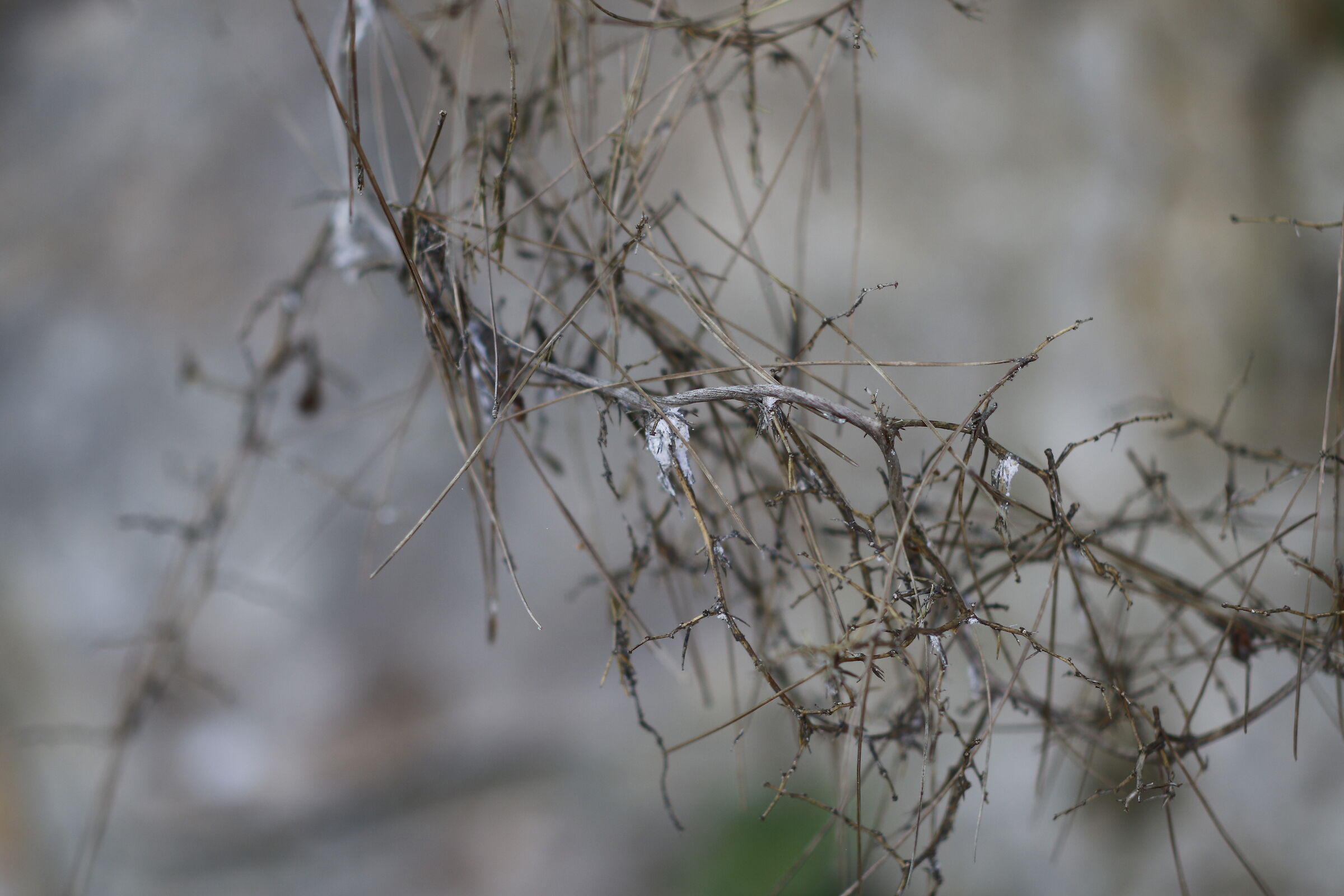 f.1.4 - Milvus Zeiss 1.4 / Canon 7D II