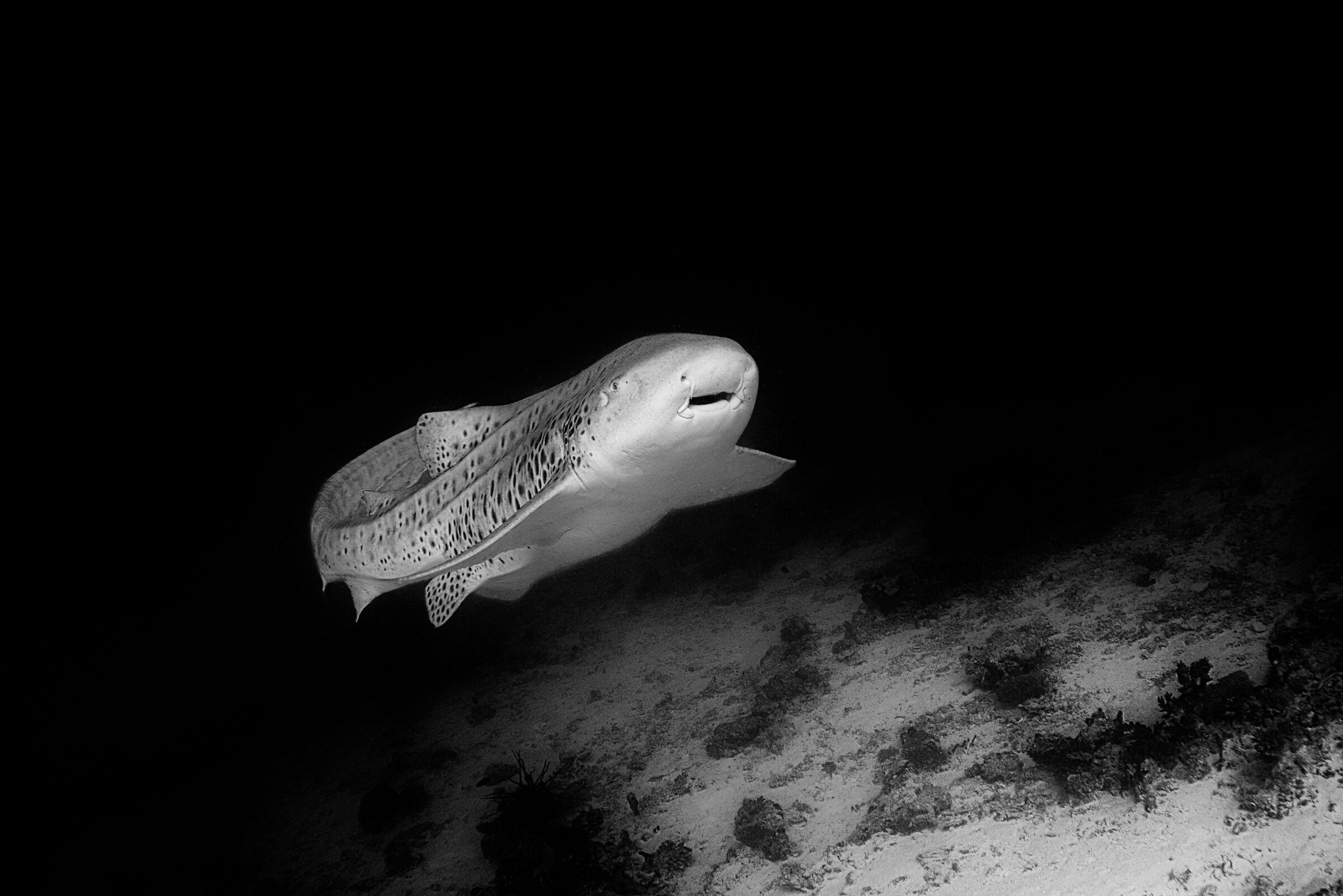 Stegostoma fasciato (squalo zebra)