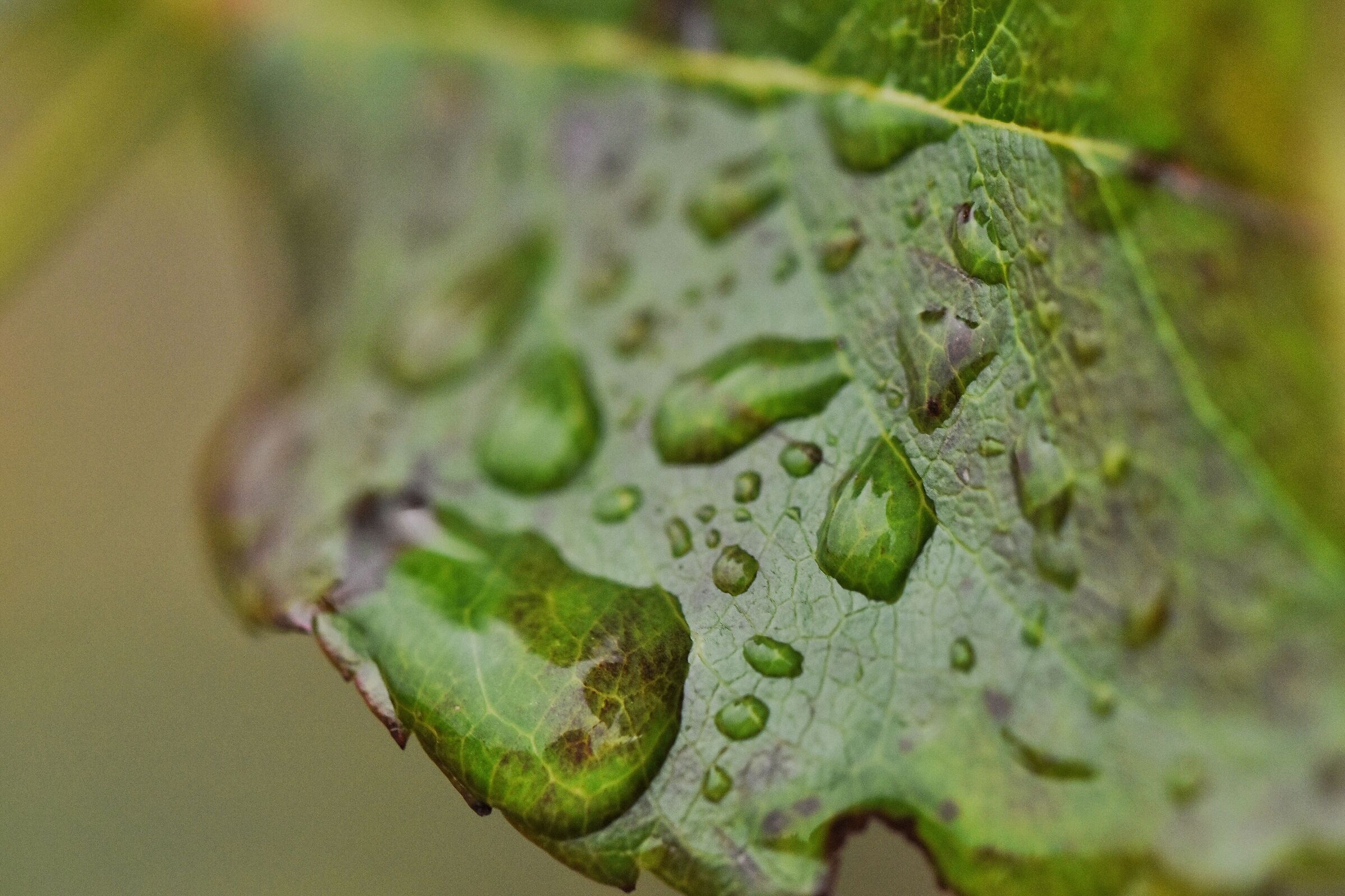 Wet leaf