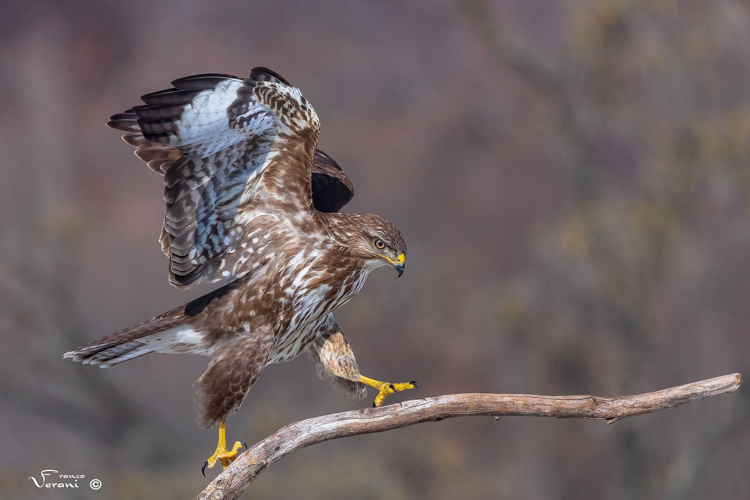 Poiana Buteo Buteo