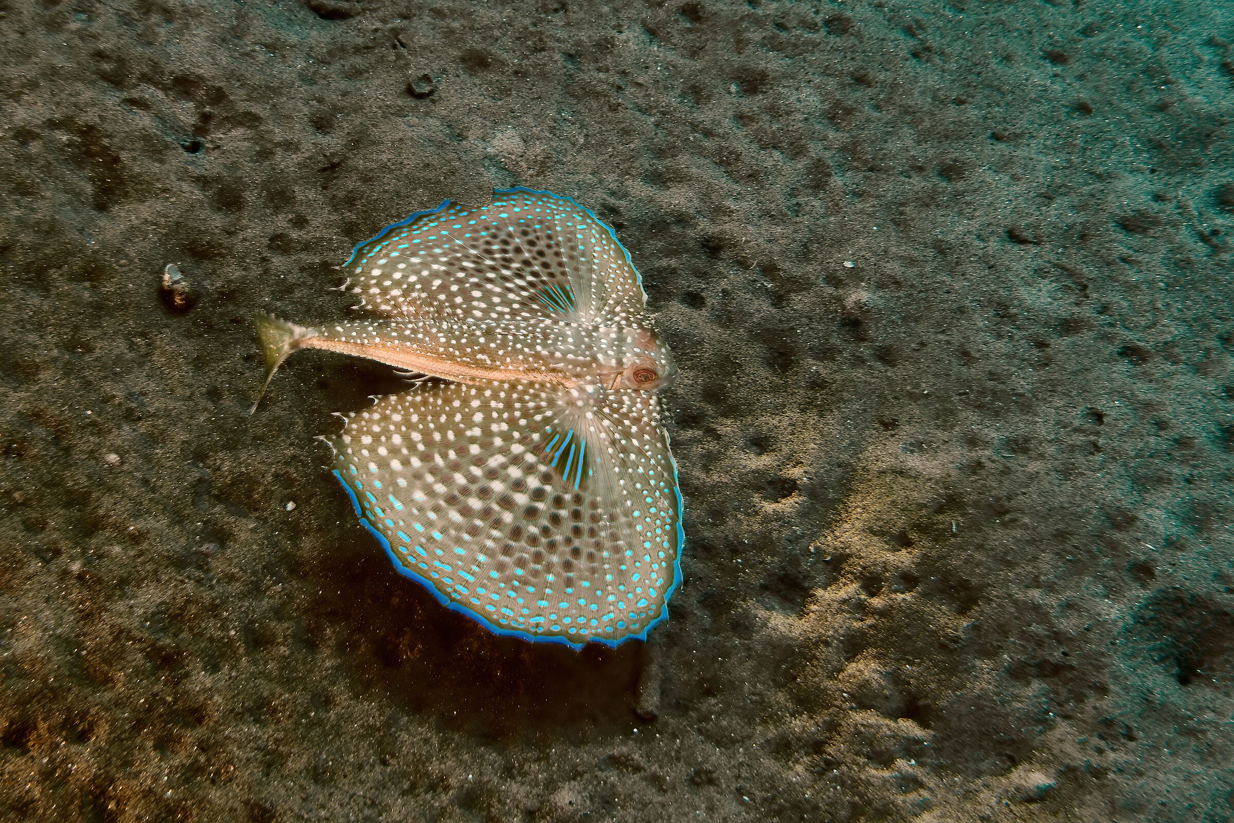 Gallinella volante ( Dactylopterus volitans )