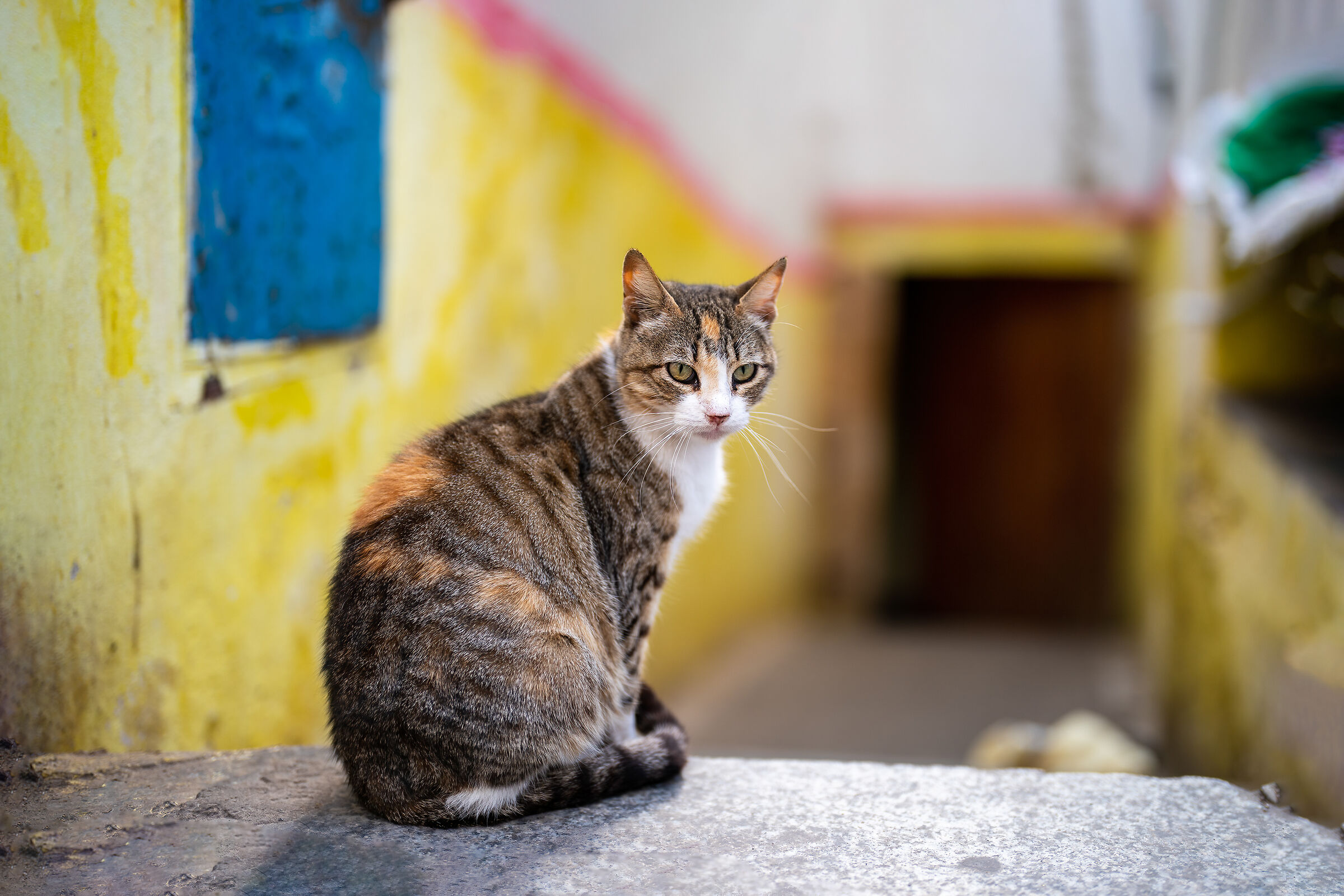 Cats of the Medina of Rabat (Morocco)
