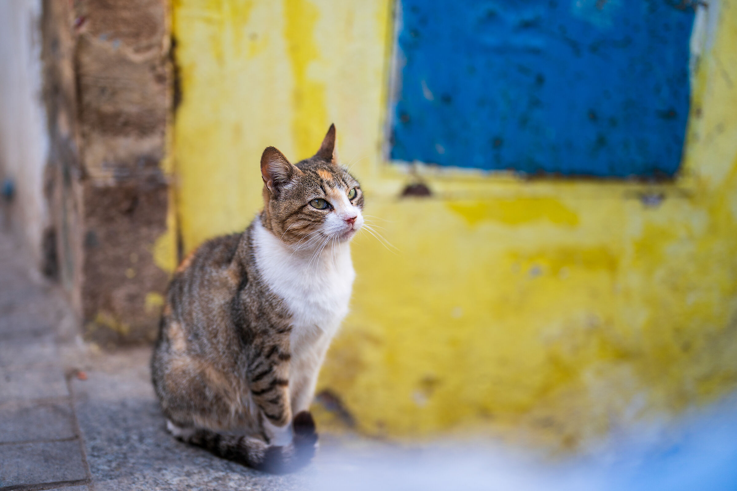 Cats of the Medina of Rabat (Morocco)