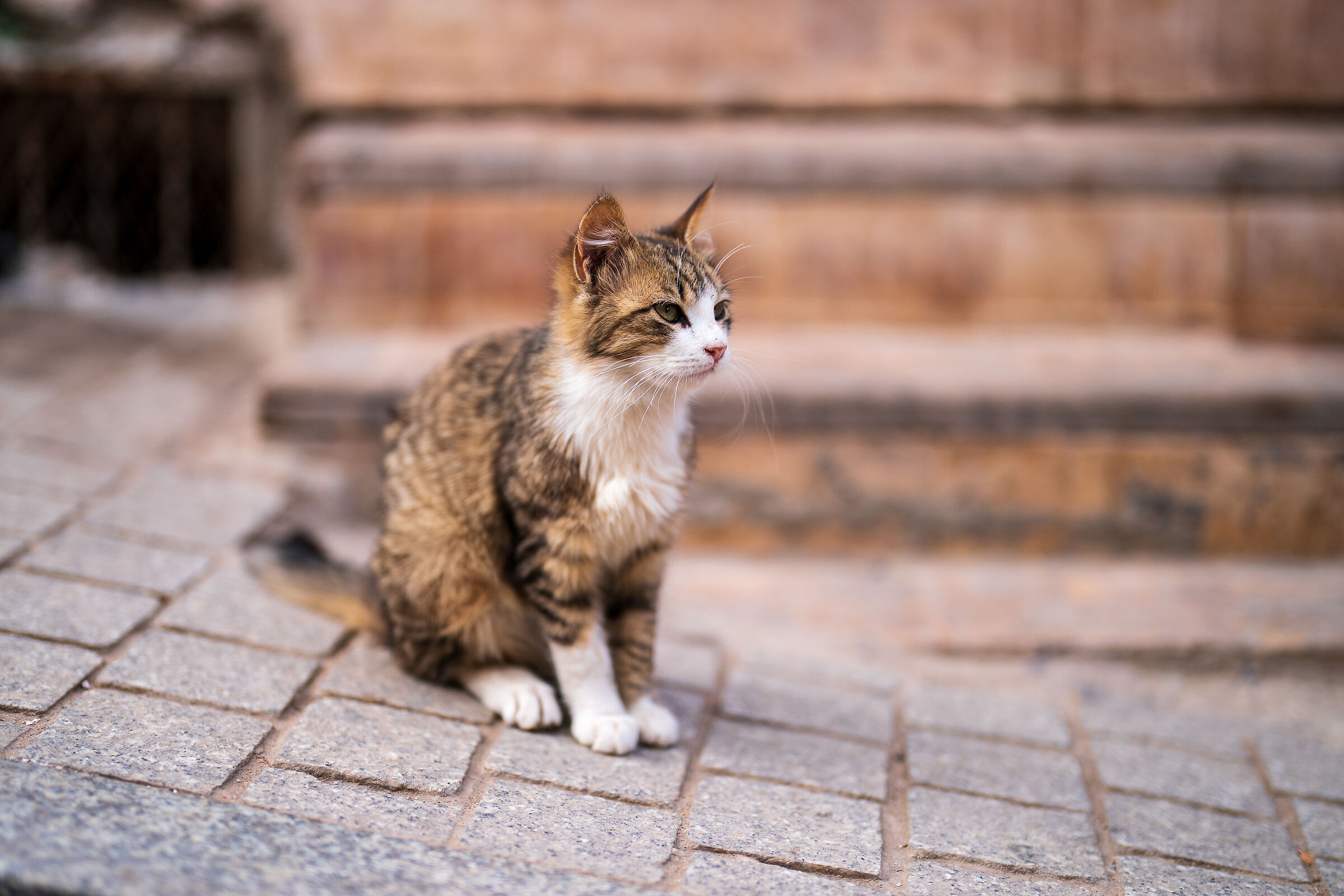Cats of the Medina of Rabat (Morocco)