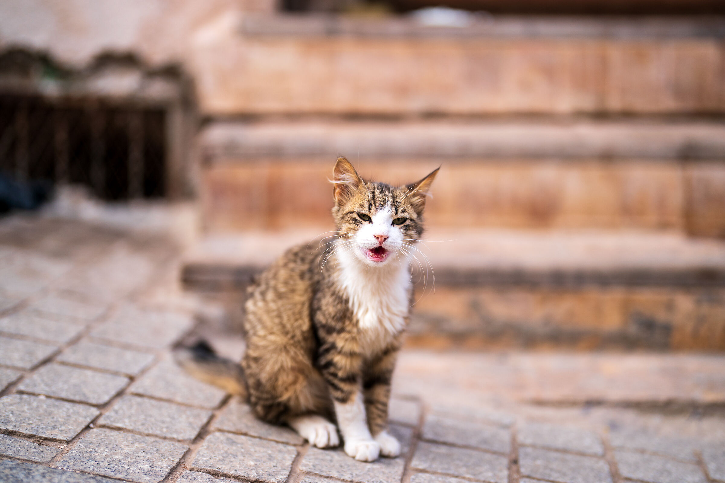 Cats of the Medina of Rabat (Morocco)