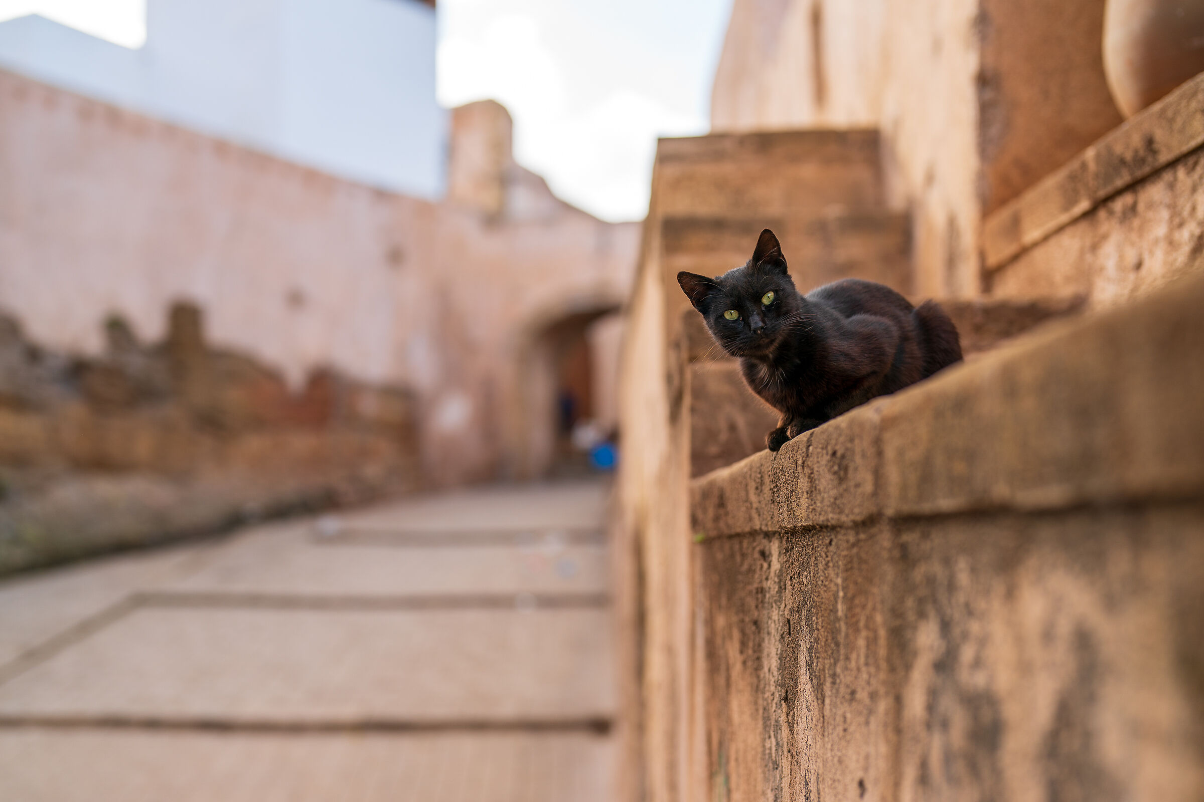 Cats of the Medina of Rabat (Morocco)