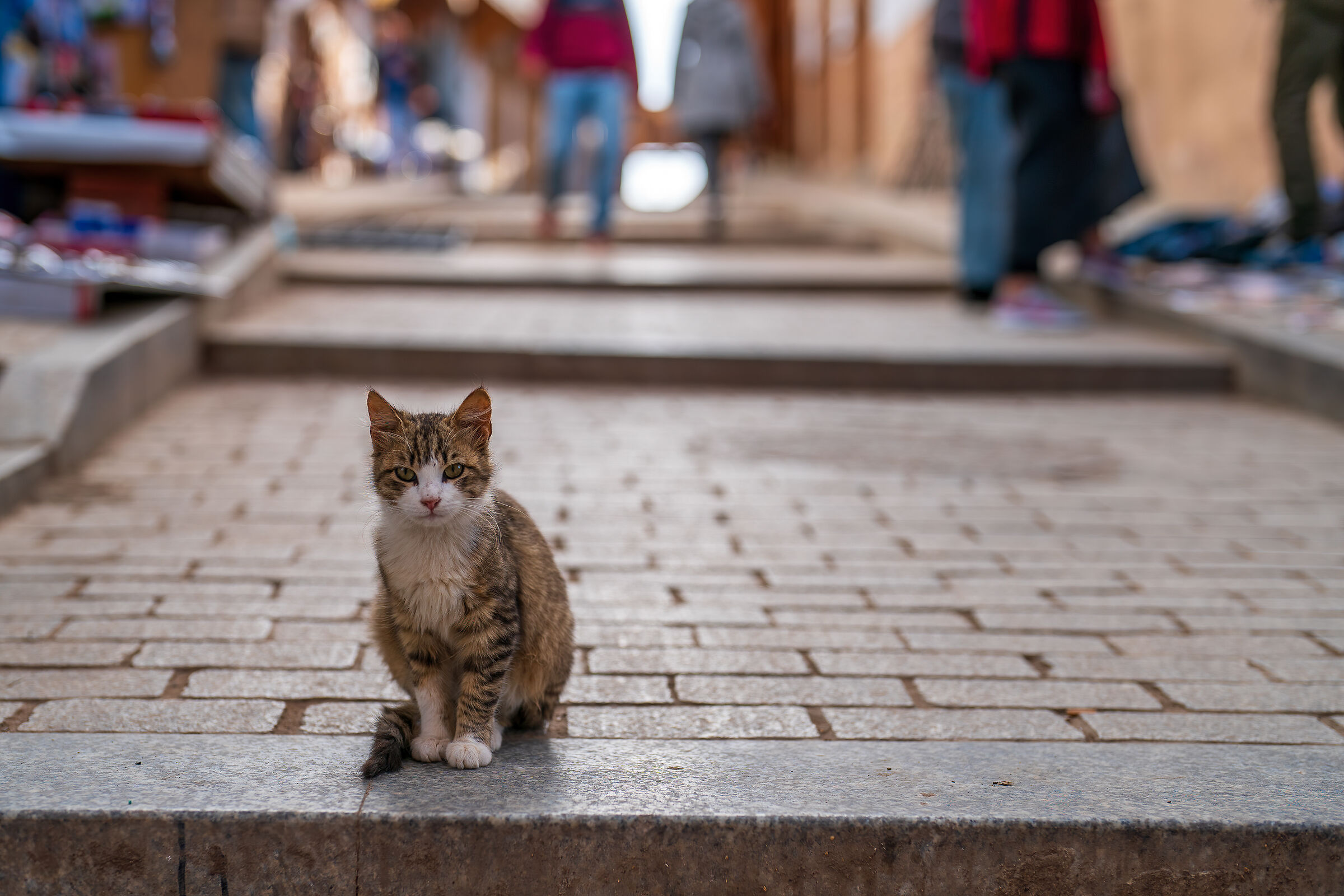 Cats of the Medina of Rabat (Morocco)
