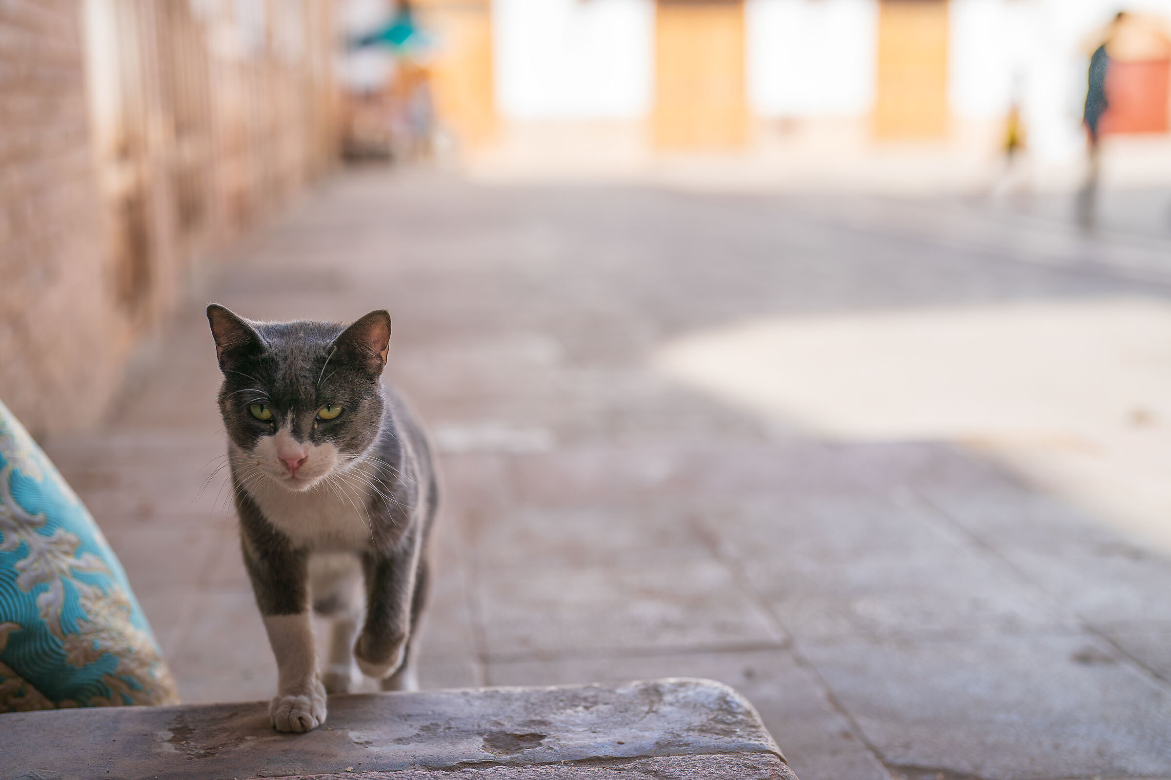 Cats of the Medina of Rabat (Morocco)