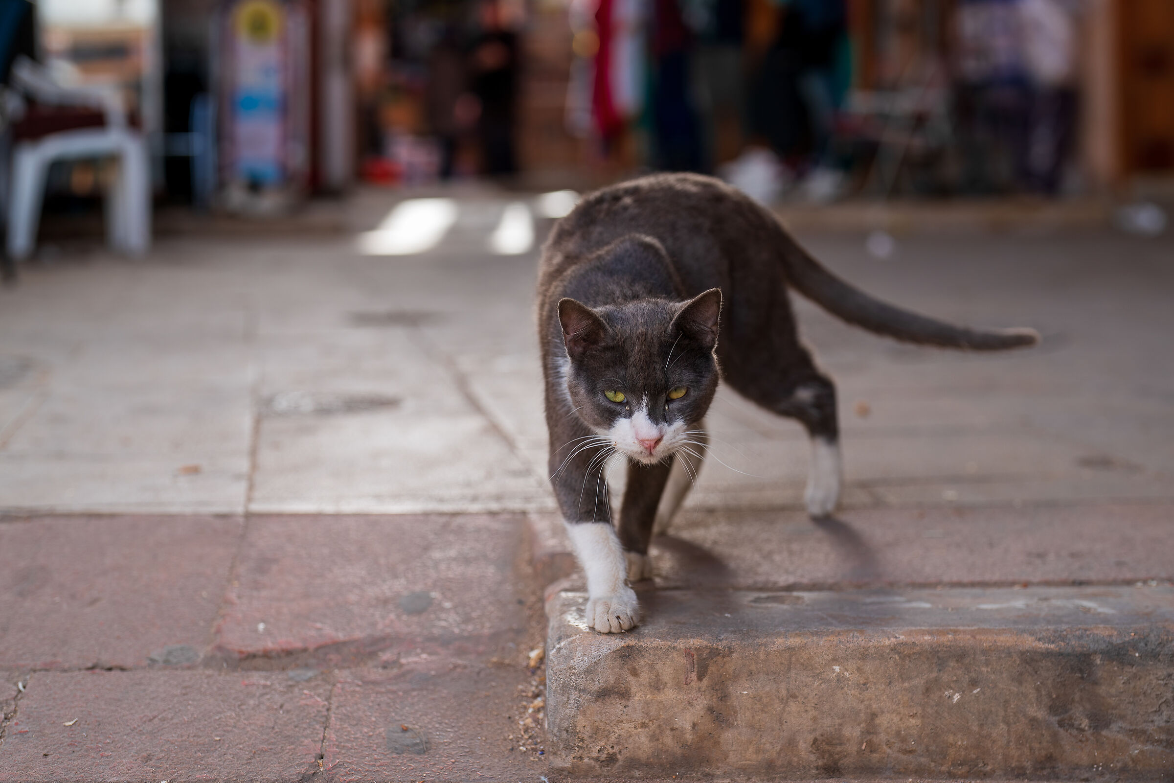Cats of the Medina of Rabat (Morocco)