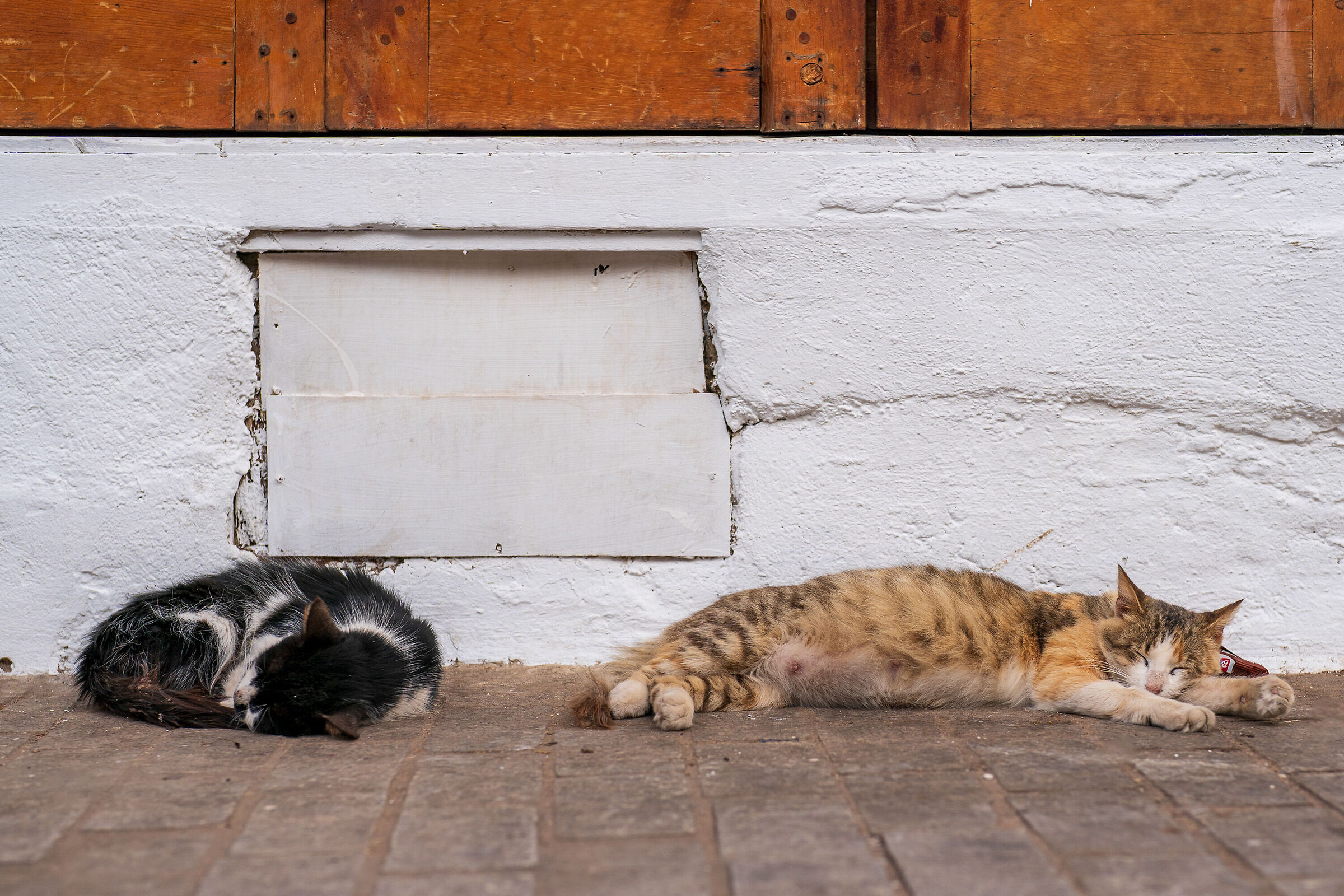 Cats of the Medina of Rabat (Morocco)