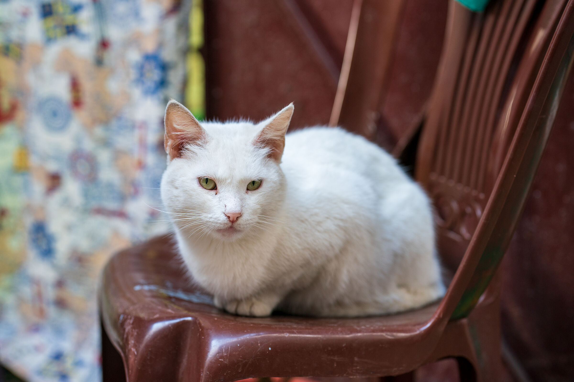Cats of the Medina of Rabat (Morocco)