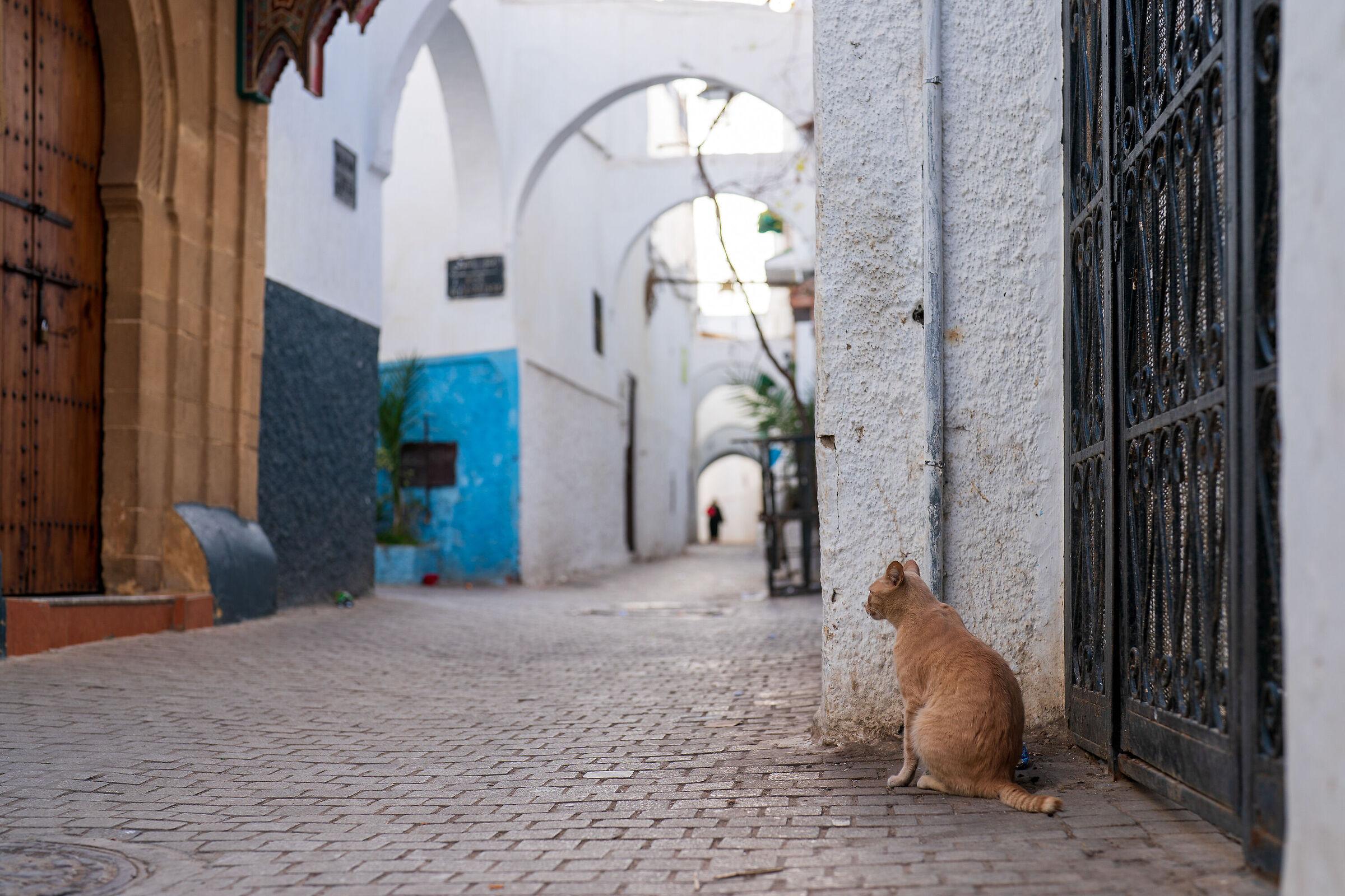 Cats of the Medina of Rabat (Morocco)
