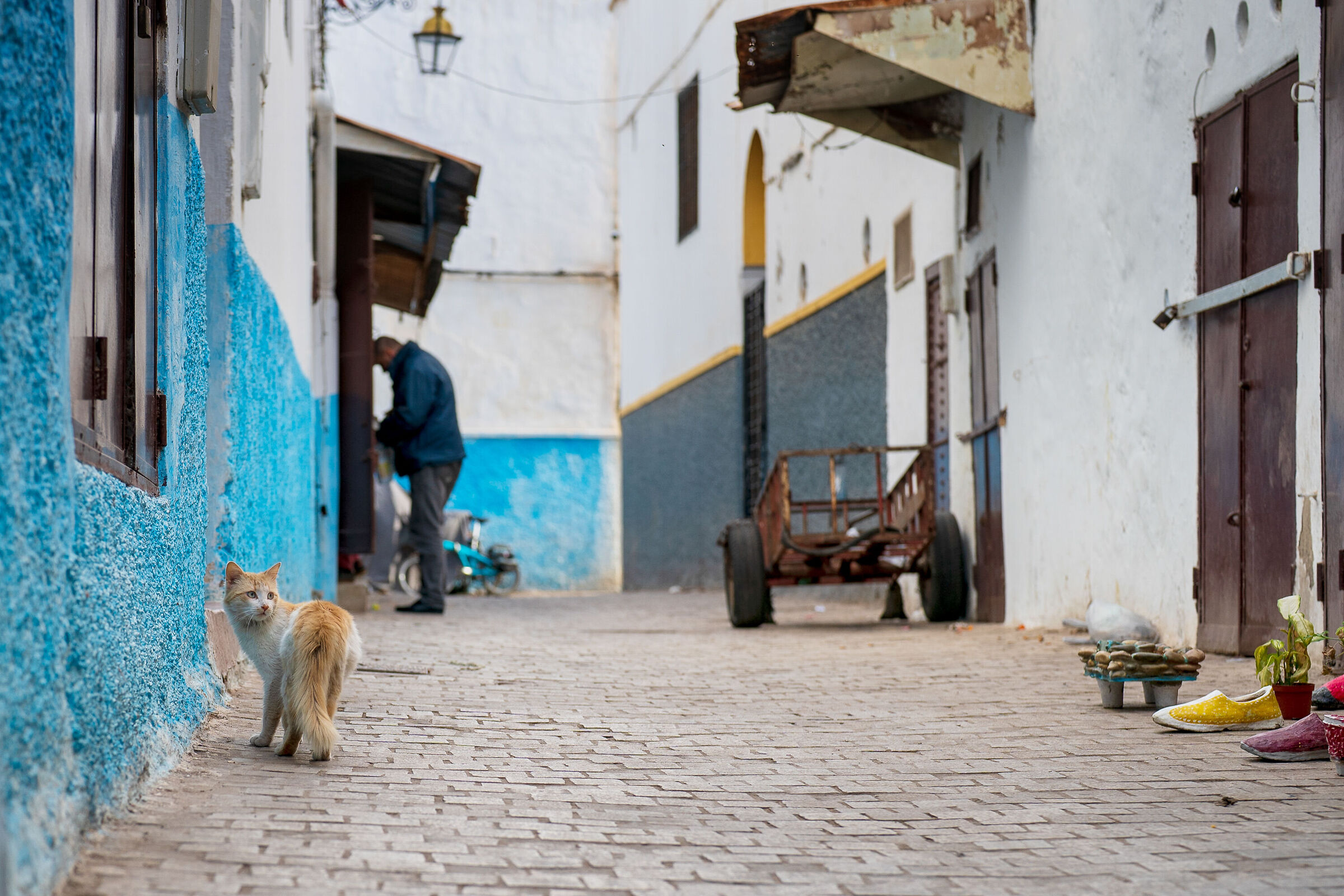 Cats of the Medina of Rabat (Morocco)