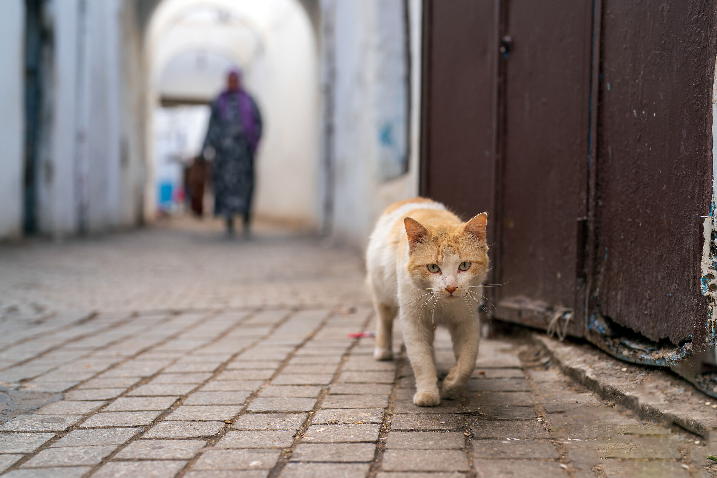 Cats of the Medina of Rabat (Morocco)