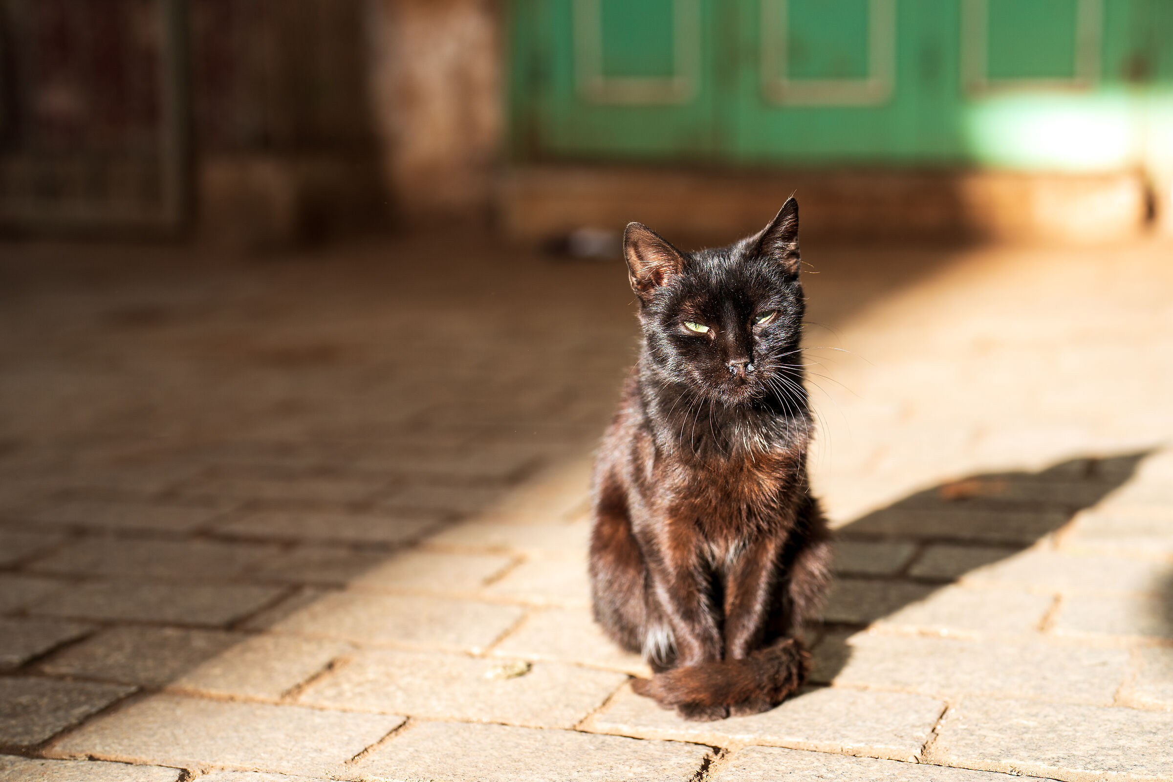 Cats of the Medina of Rabat (Morocco)