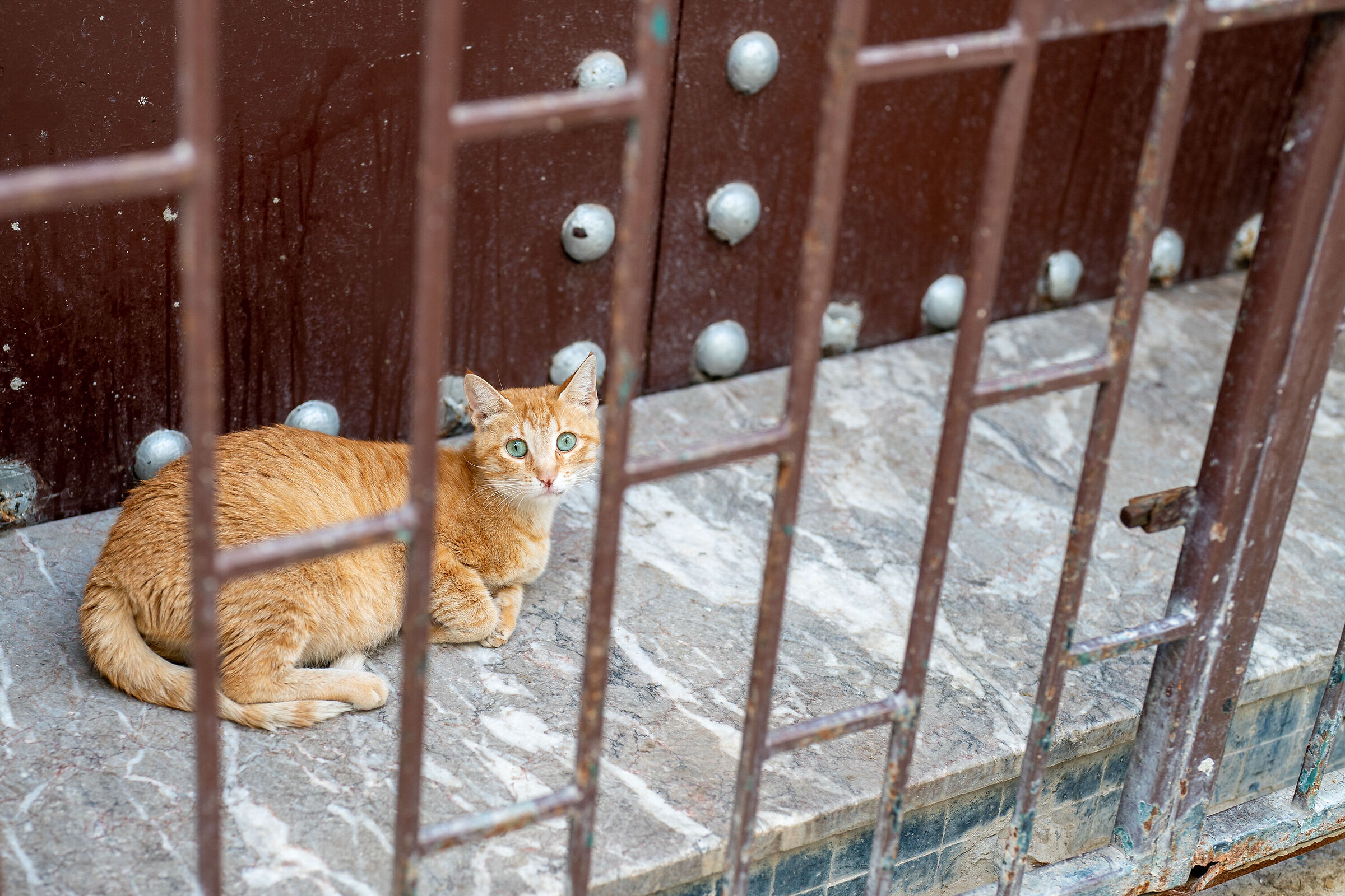 Cats of the Medina of Rabat (Morocco)