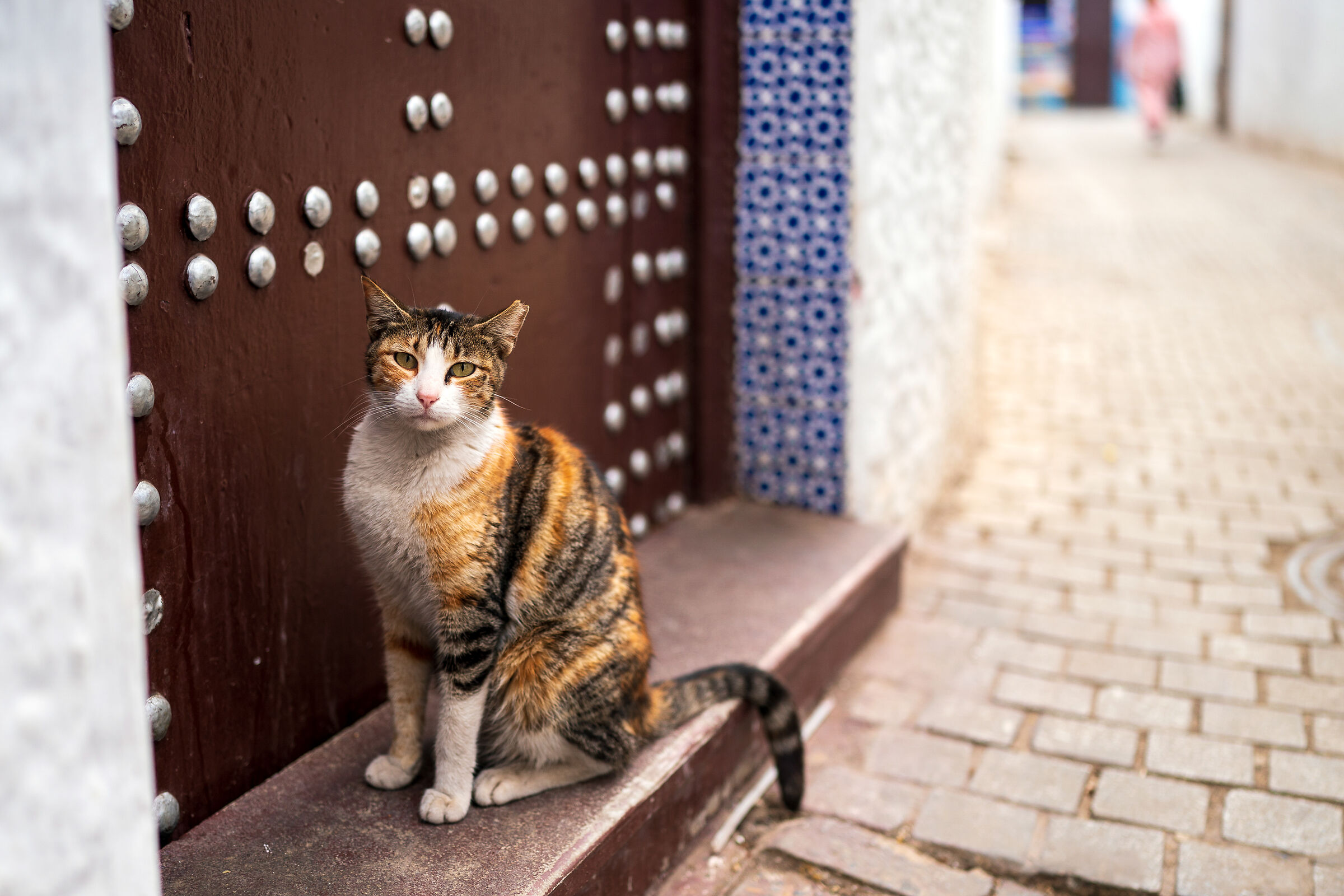 Cats of the Medina of Rabat (Morocco)