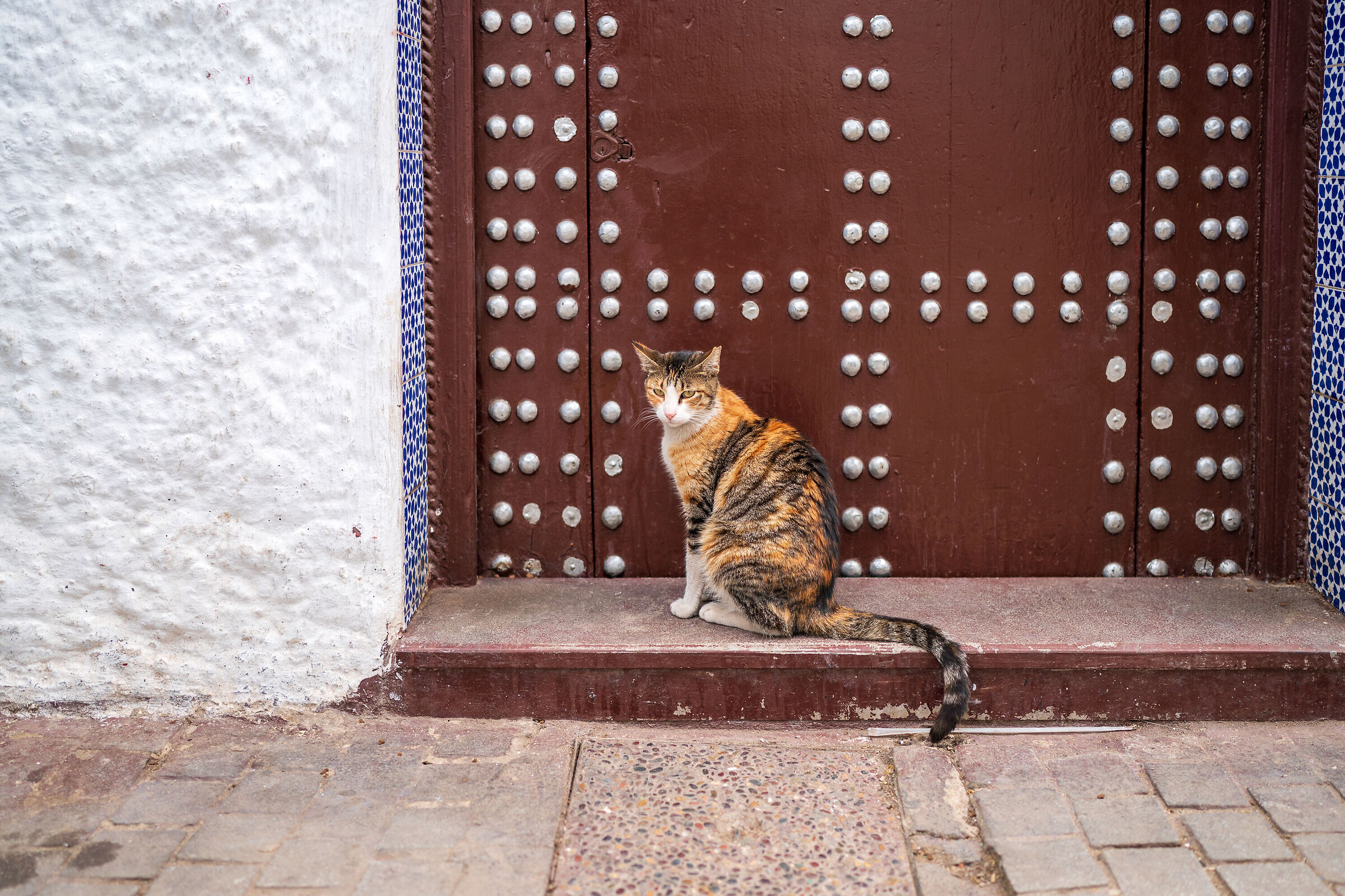 Cats of the Medina of Rabat (Morocco)