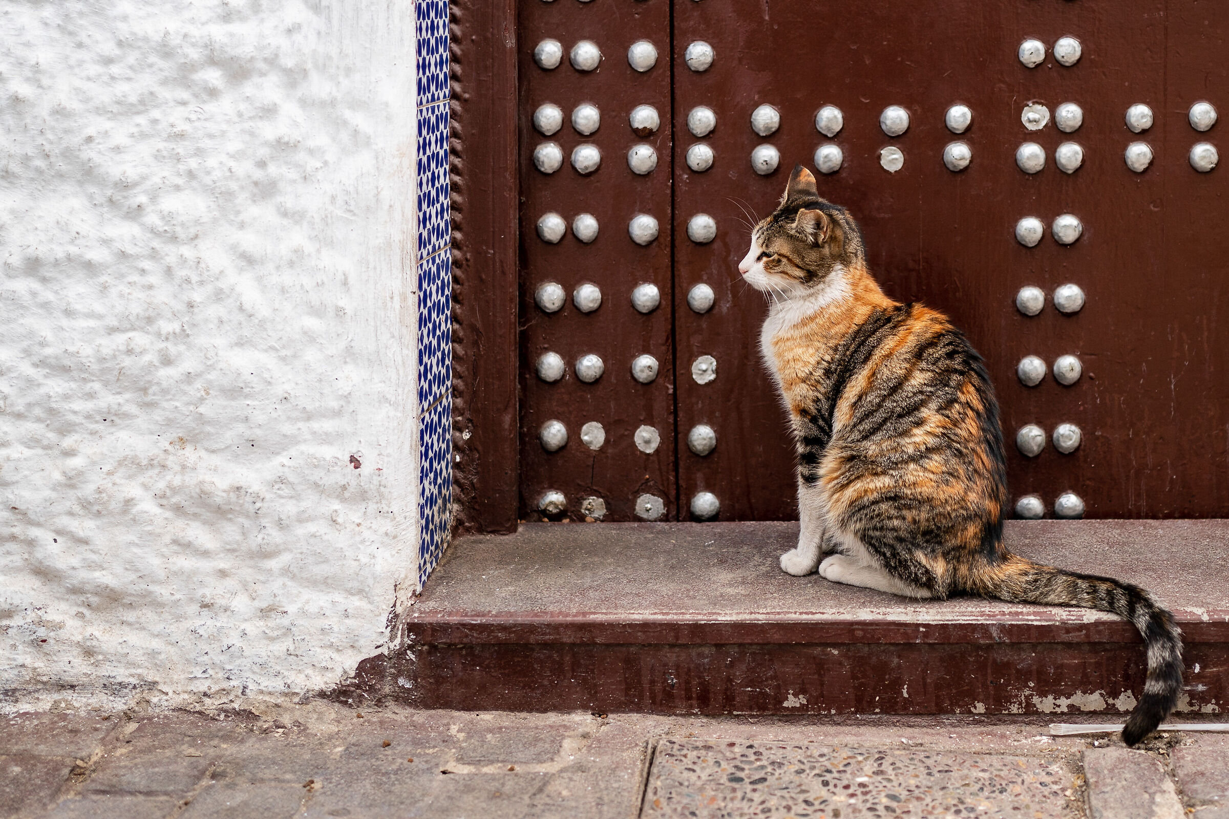 Cats of the Medina of Rabat (Morocco)