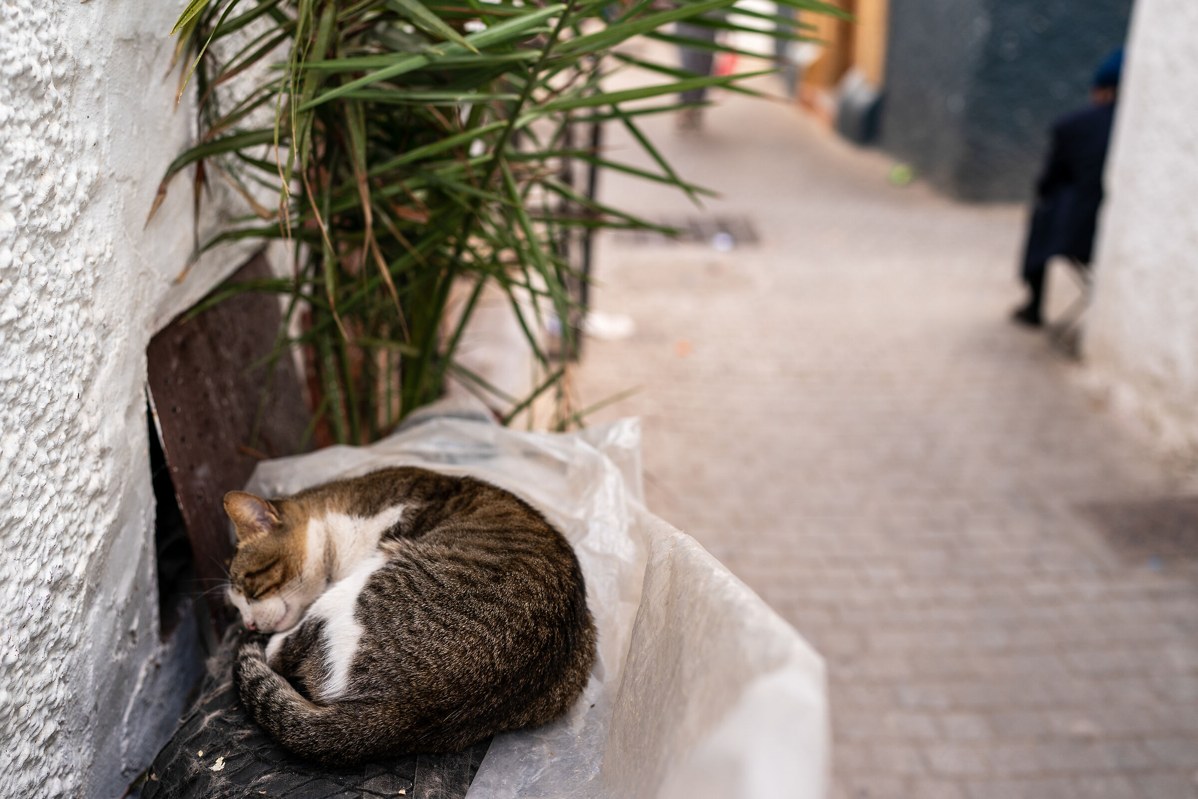 Cats of the Medina of Rabat (Morocco)