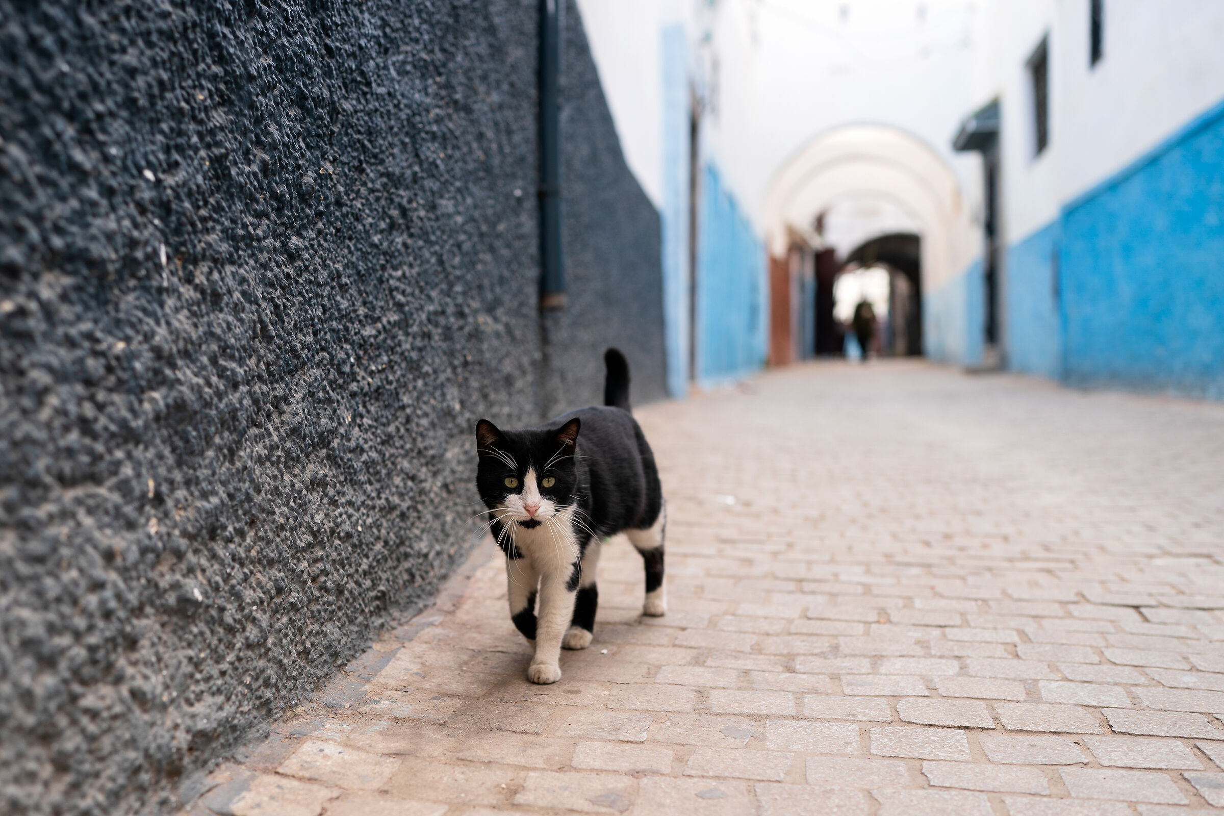 Cats of the Medina of Rabat (Morocco)