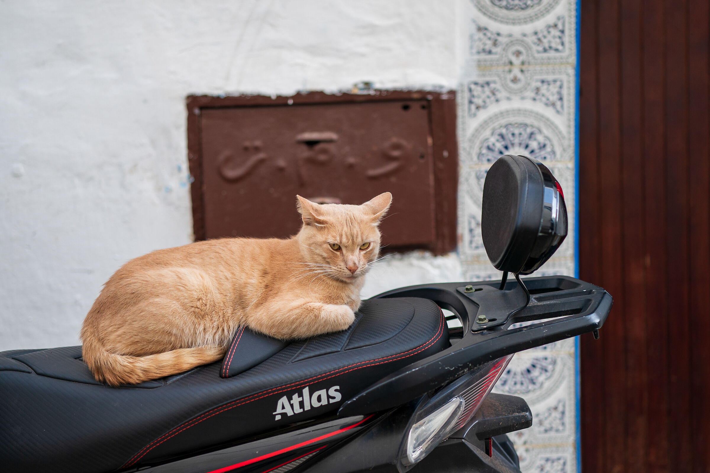 Cats of the Medina of Rabat (Morocco)