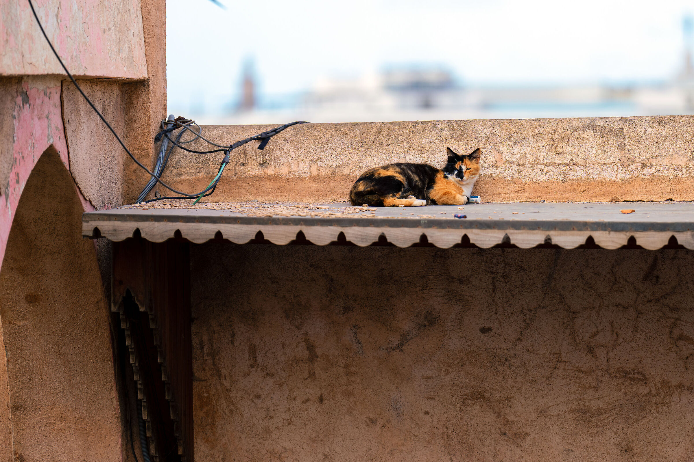 Cats of the Medina of Rabat (Morocco)