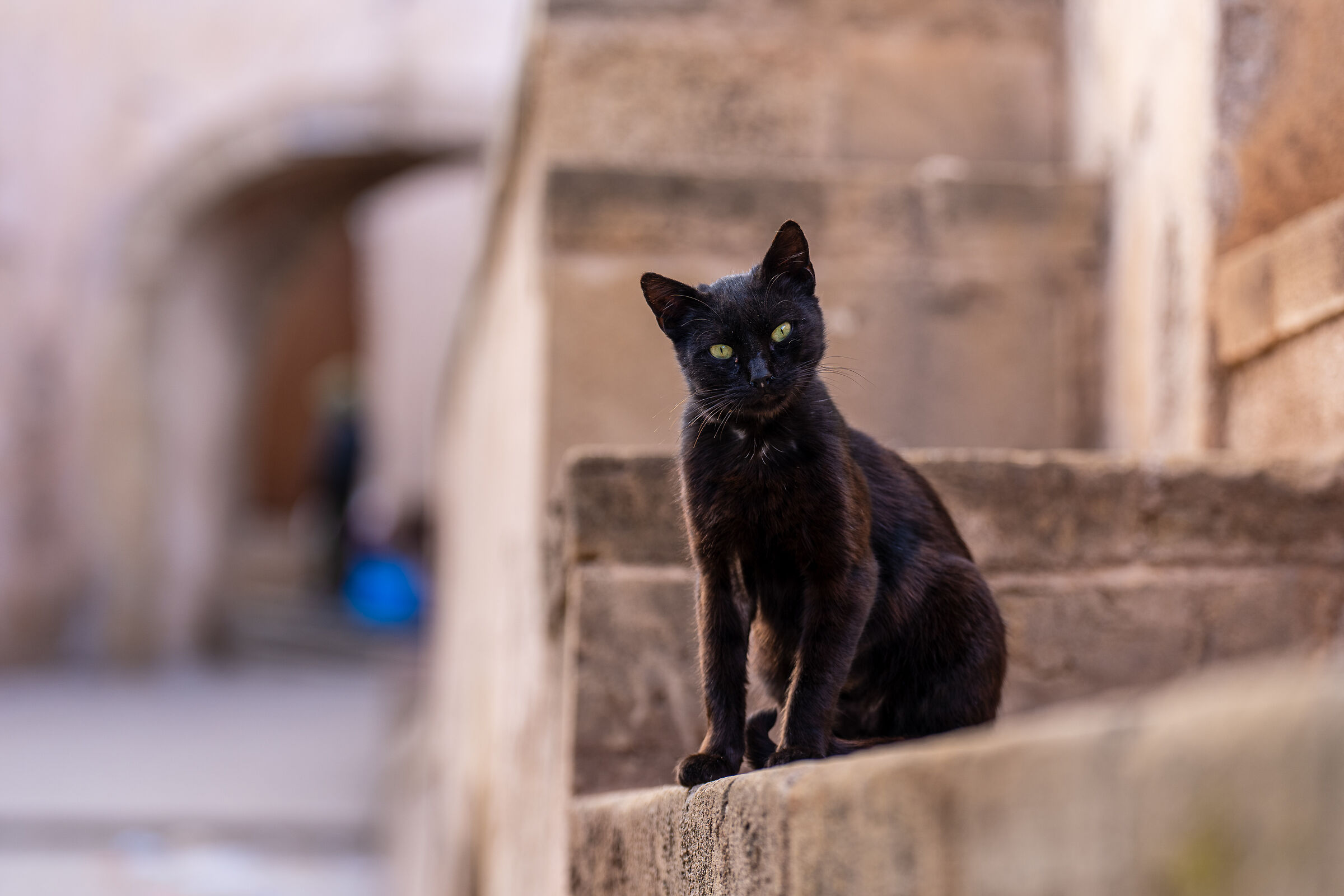 Cats of the Medina of Rabat (Morocco)