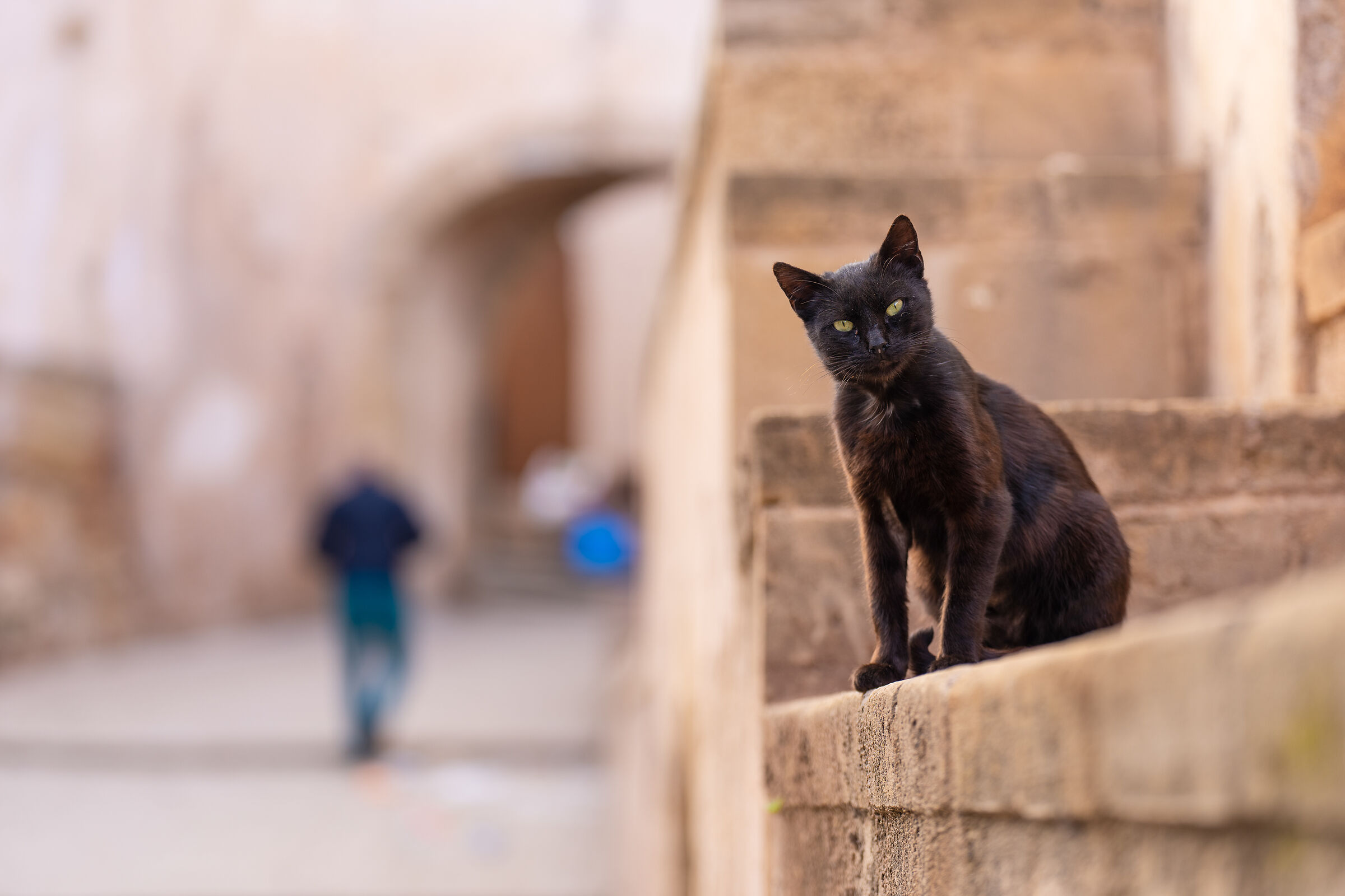 Cats of the Medina of Rabat (Morocco)