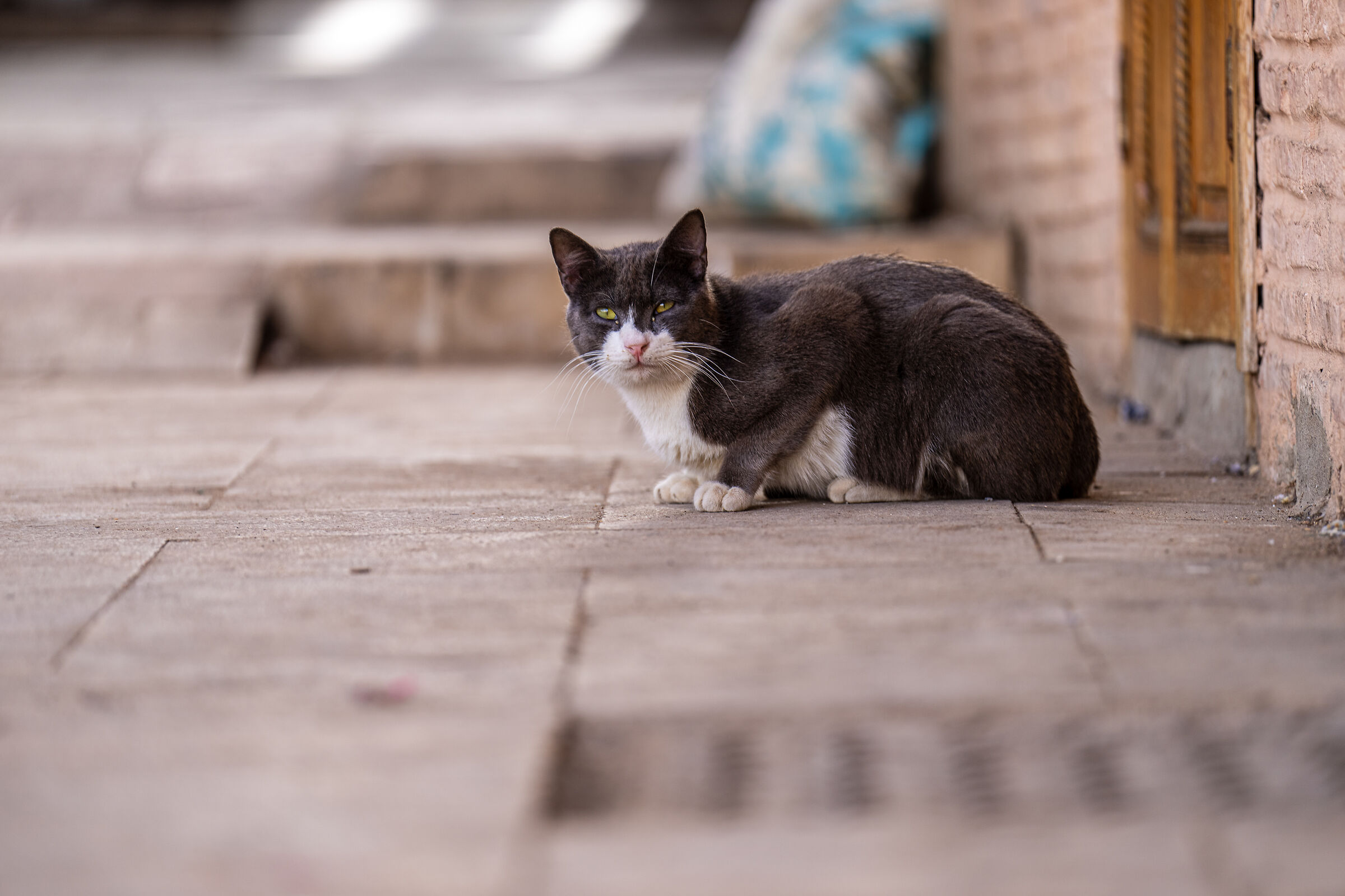 Cats of the Medina of Rabat (Morocco)