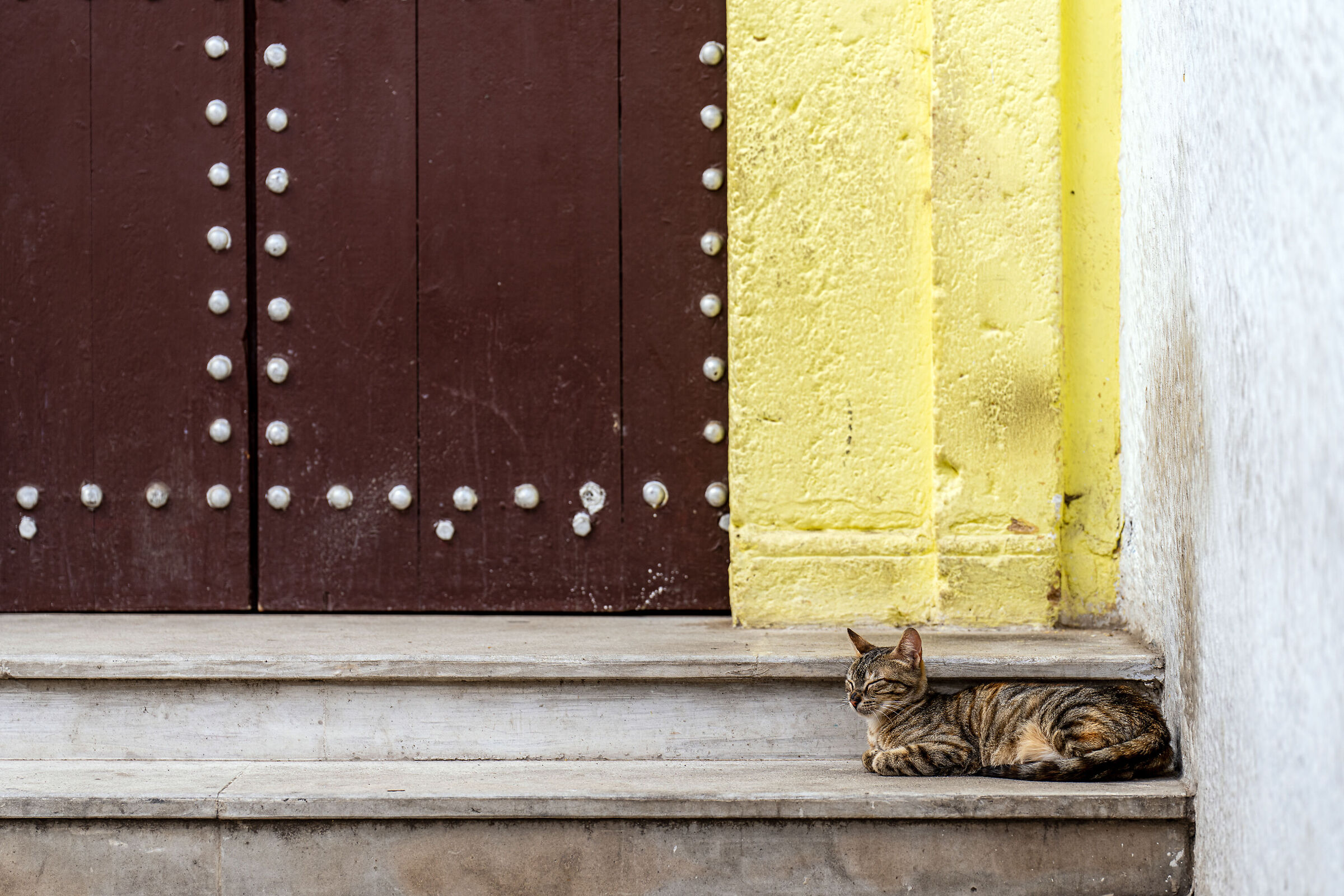 Cats of the Medina of Rabat (Morocco)