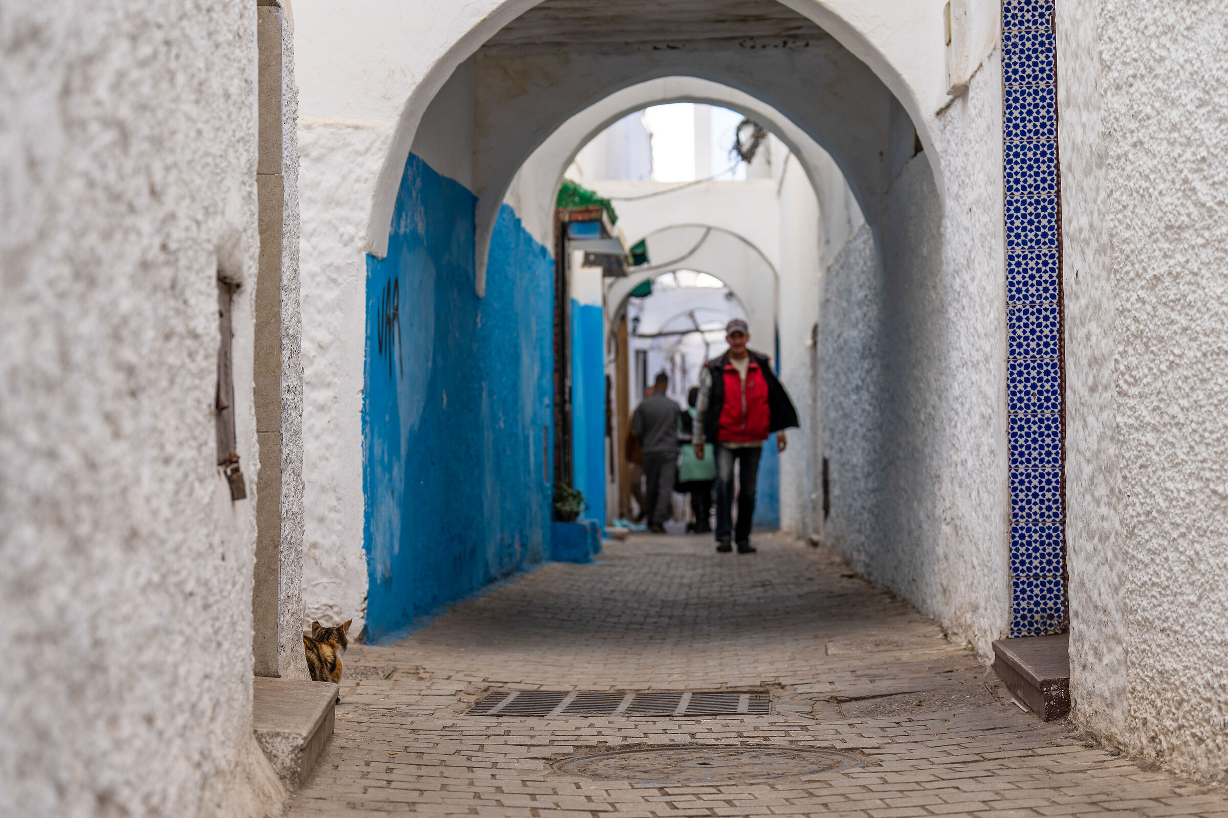 Cats of the Medina of Rabat (Morocco)