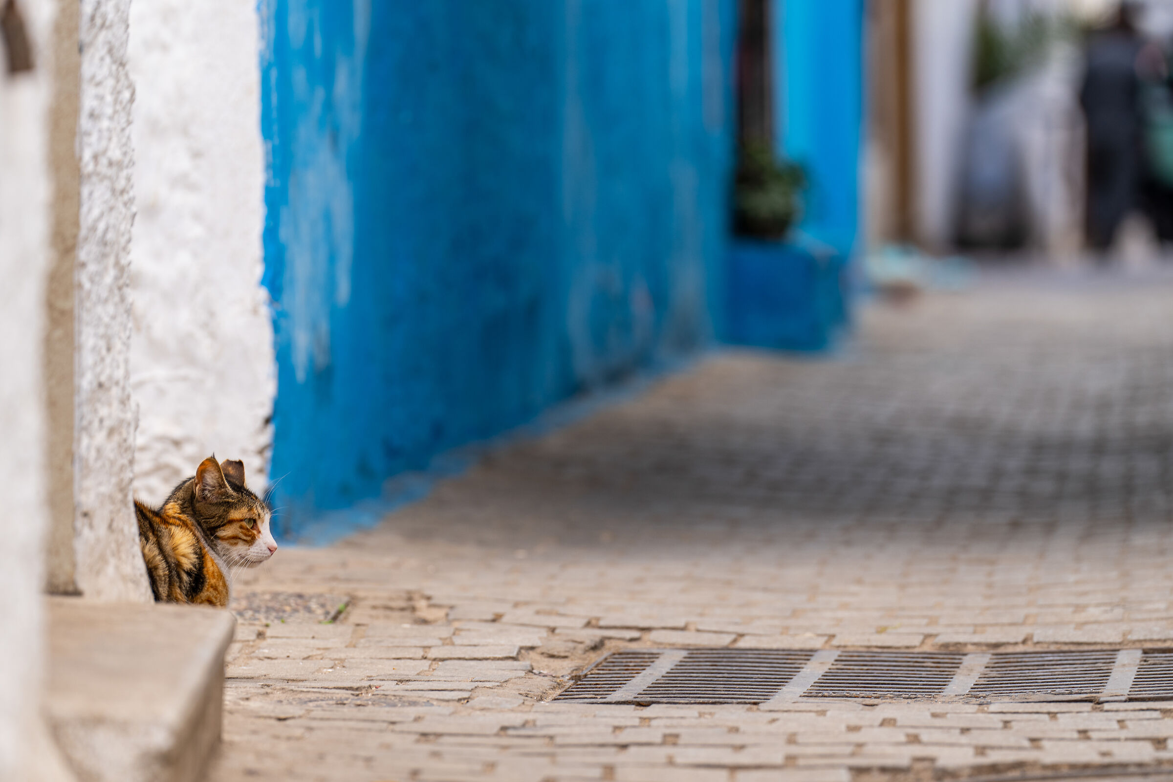 Cats of the Medina of Rabat (Morocco)