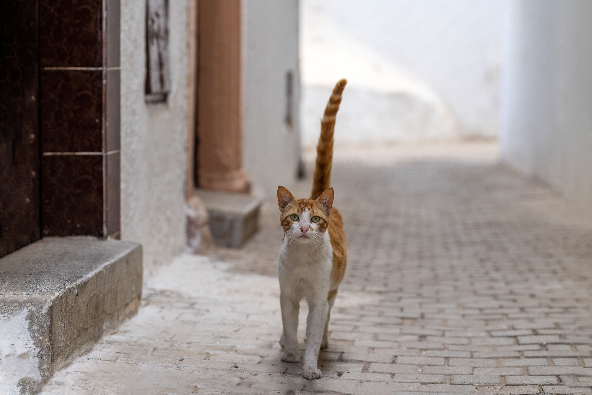 Cats of the Medina of Rabat (Morocco)