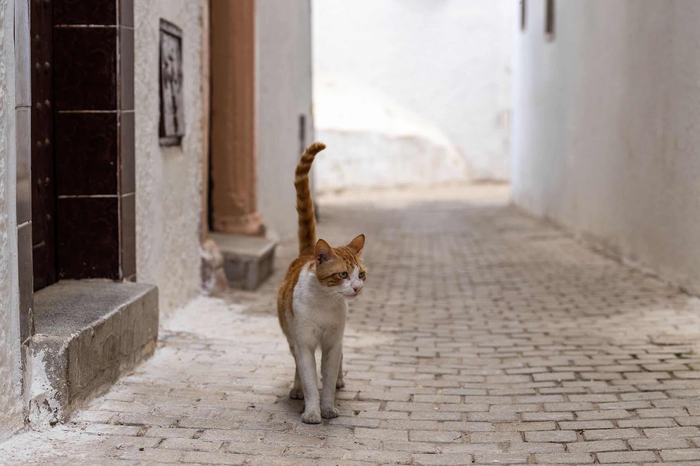 Cats of the Medina of Rabat (Morocco)