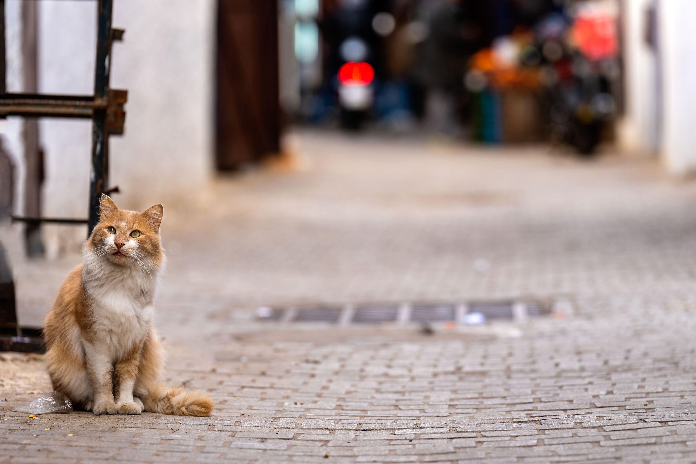 Cats of the Medina of Rabat (Morocco)