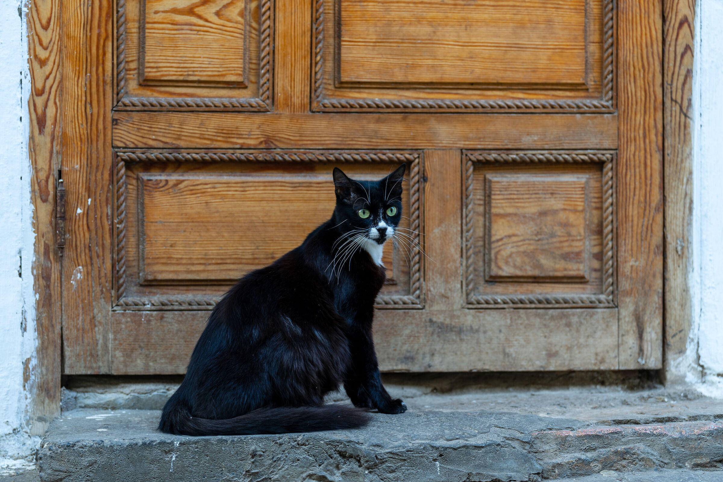 Cats of the Medina of Rabat (Morocco)