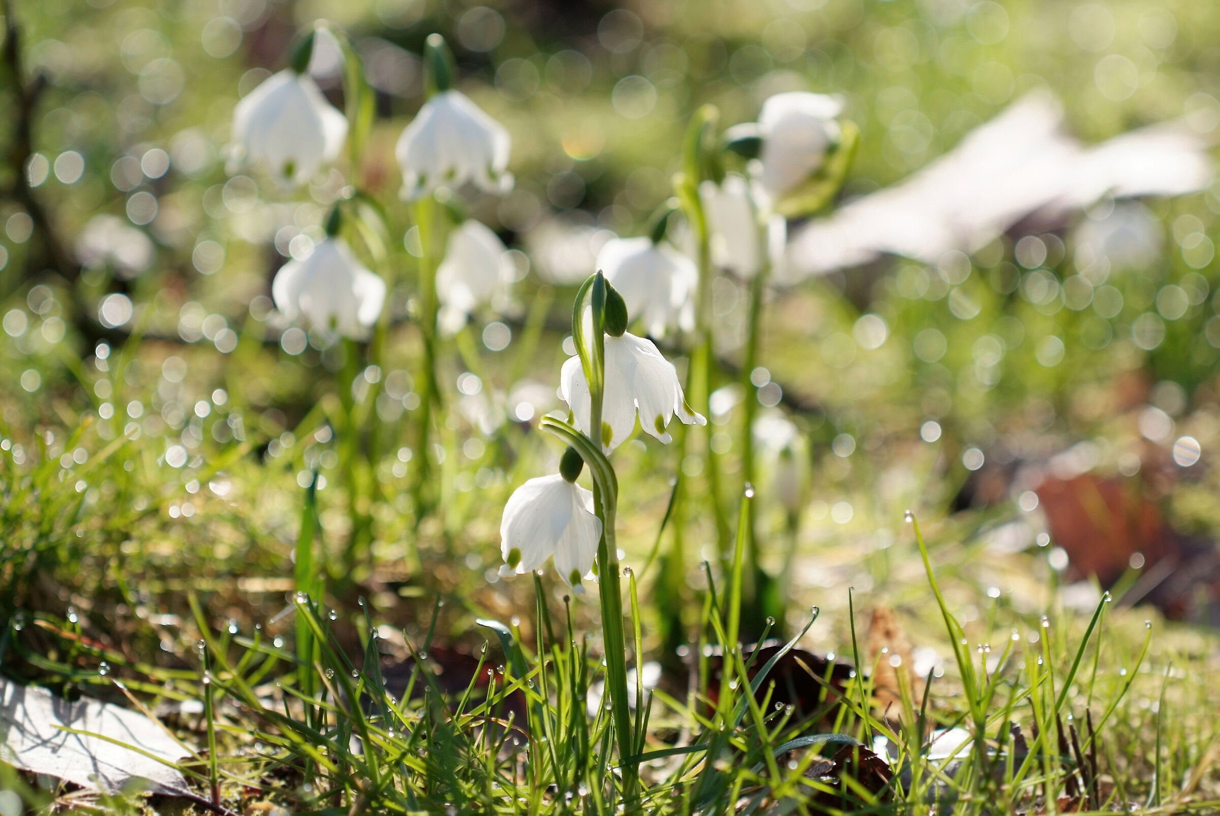 Vintage 35 f1.4 studio n.3