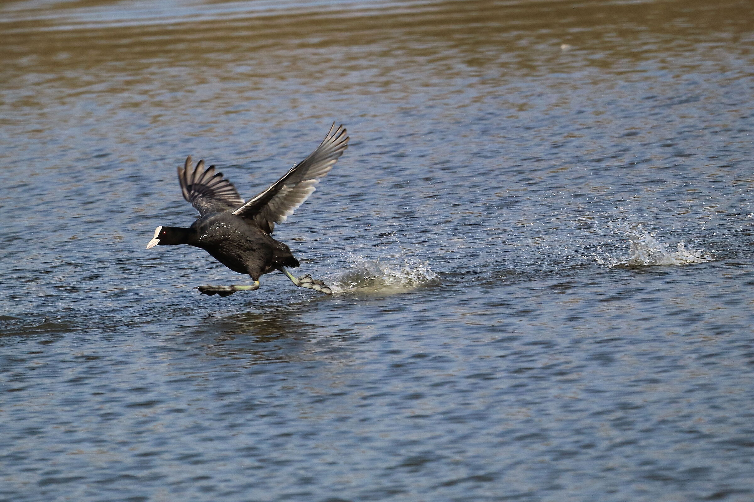 Correre sull'acqua