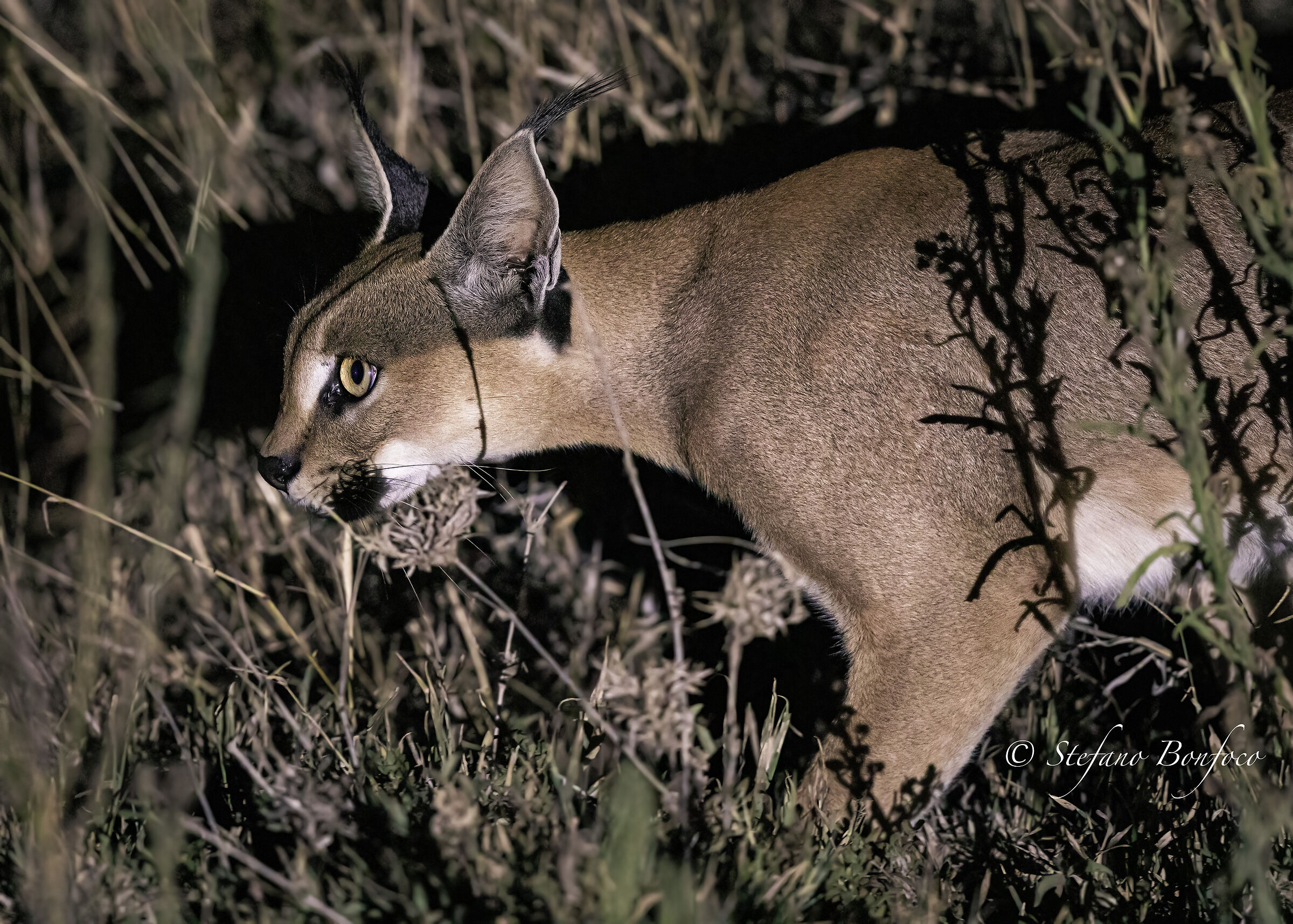 Caracal (Caracal caracal)