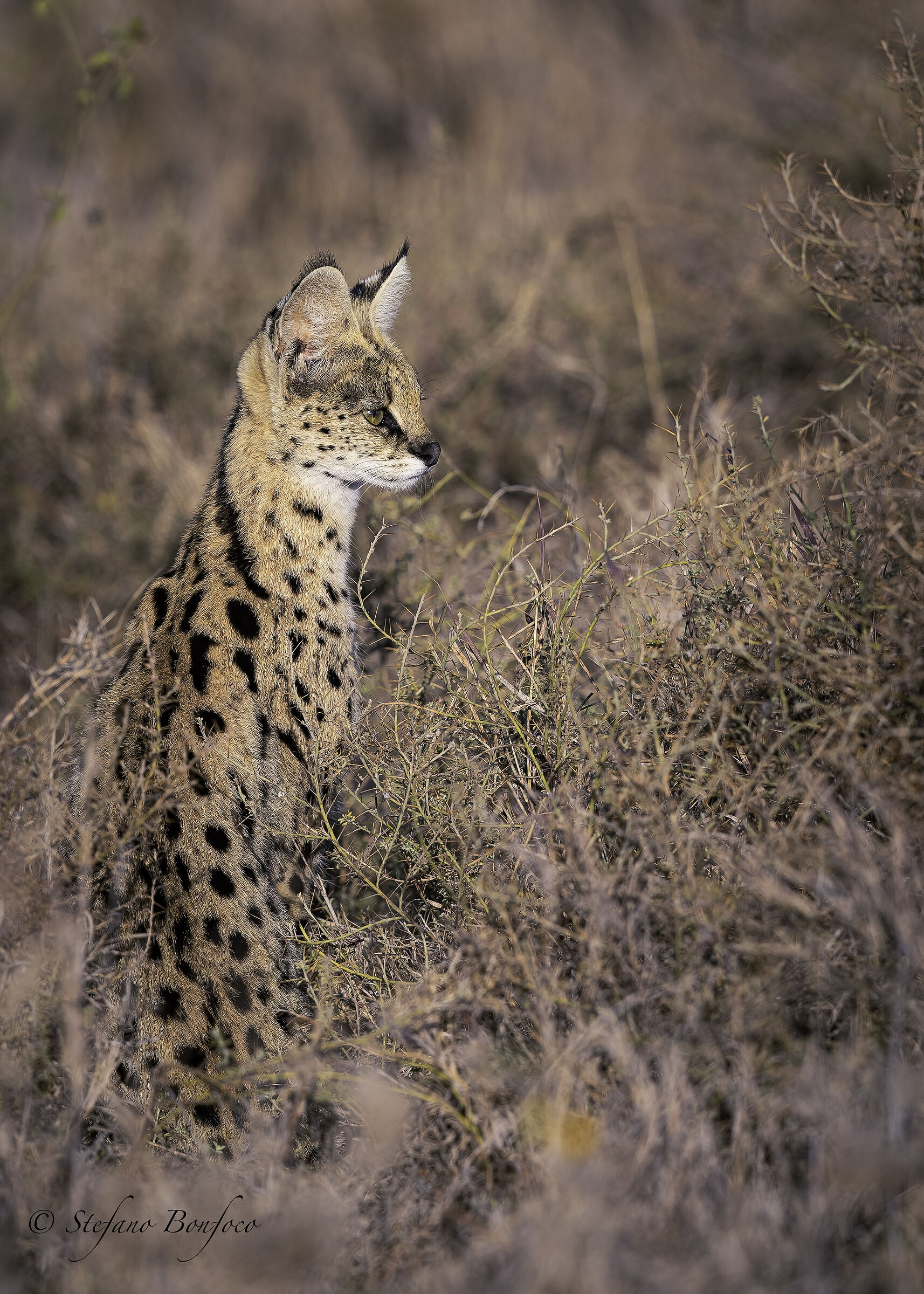 Serval (Leptailurus serval)
