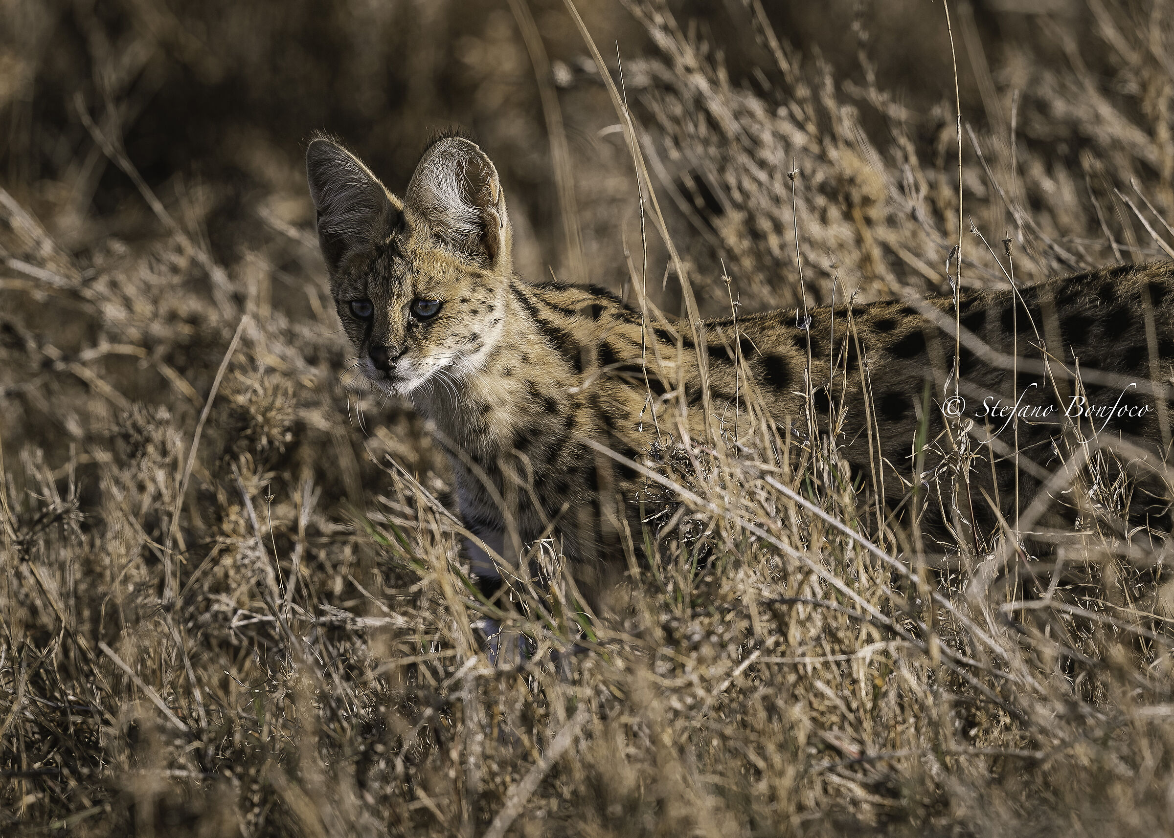 Serval (Leptailurus serval)