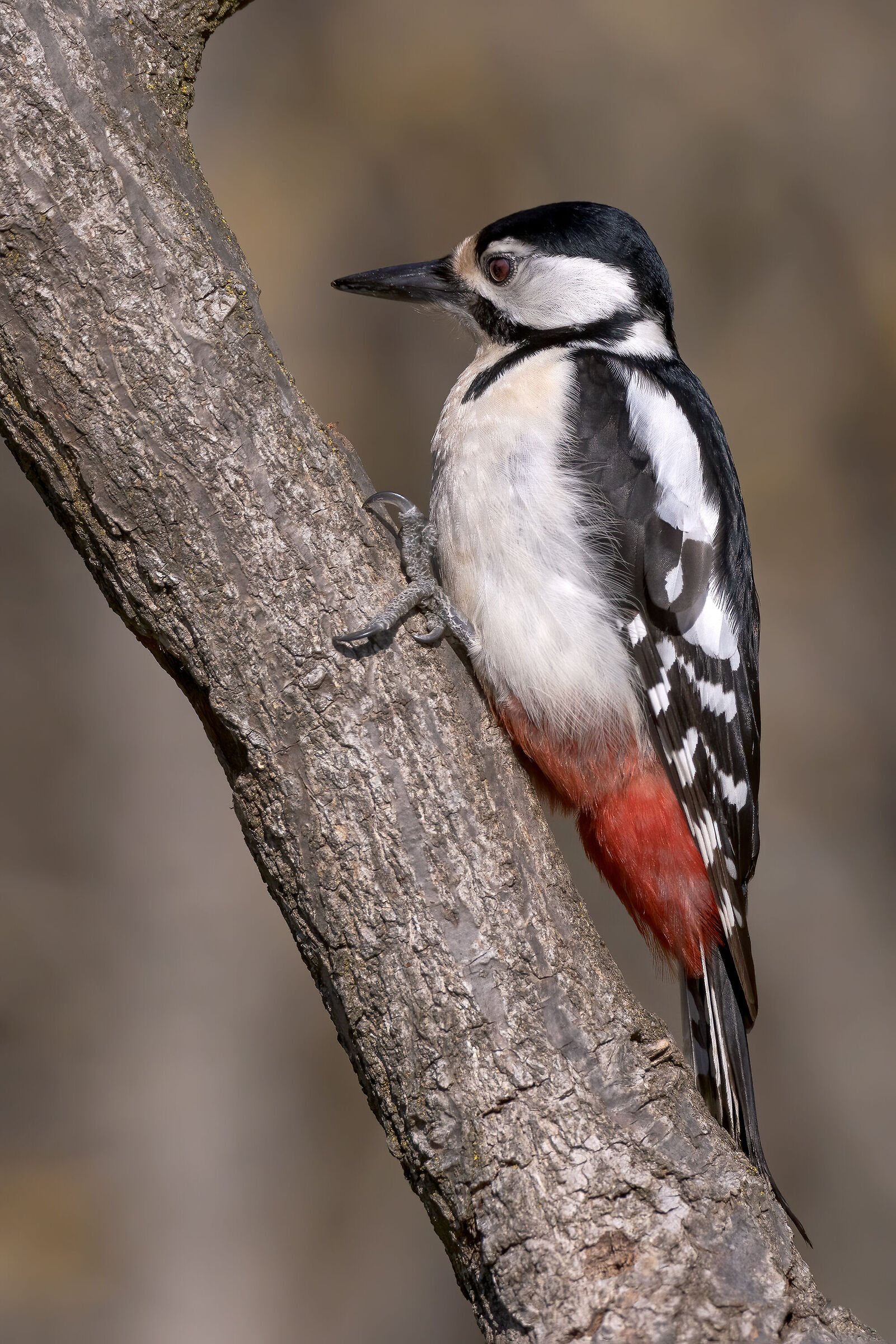 Picchio rosso maggiore &female;
