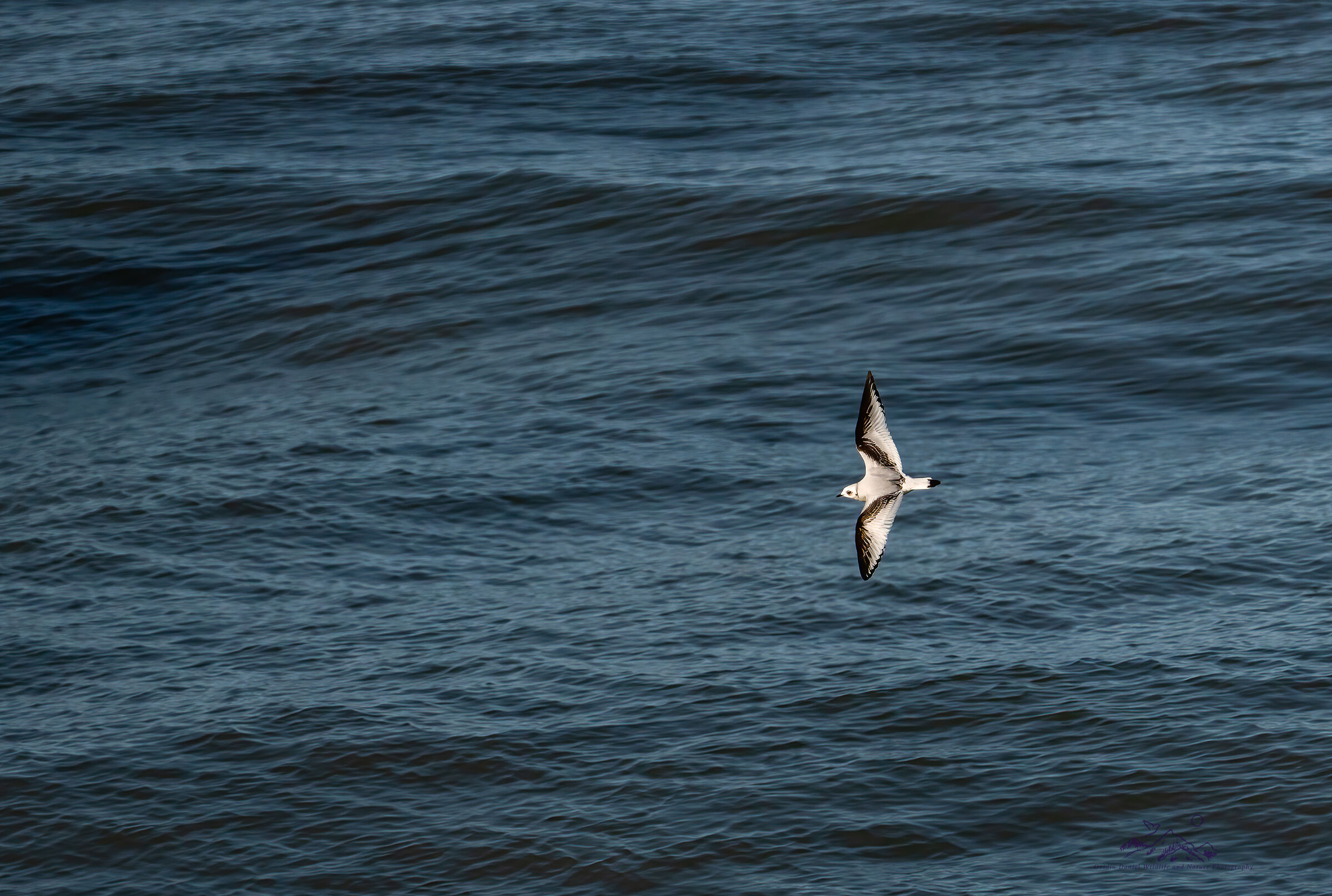 Ross's Gull