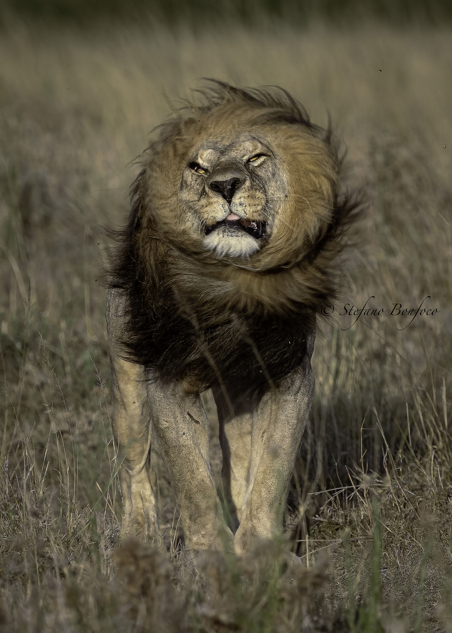 Panthera leo