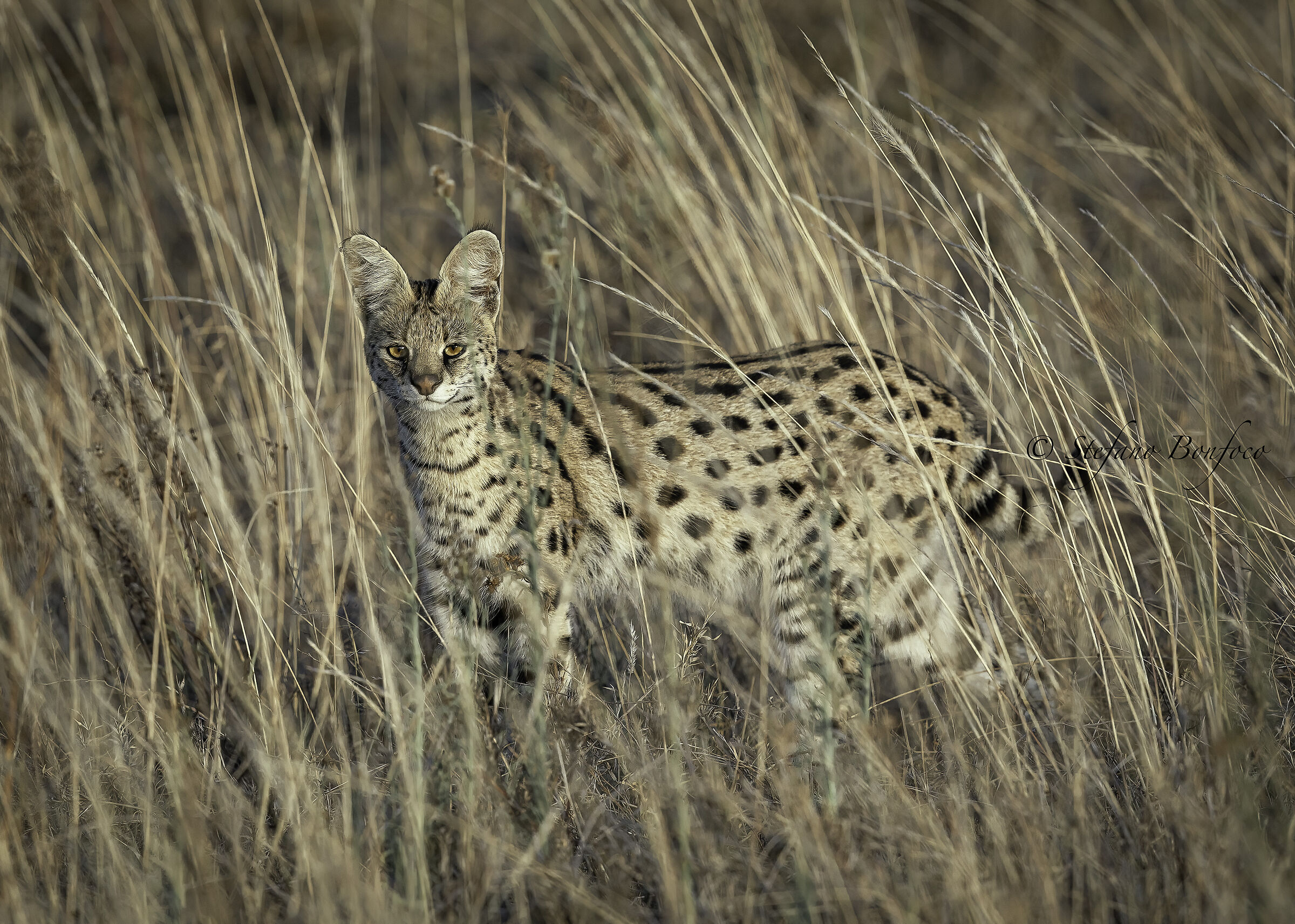 Serval (Leptailurus serval)