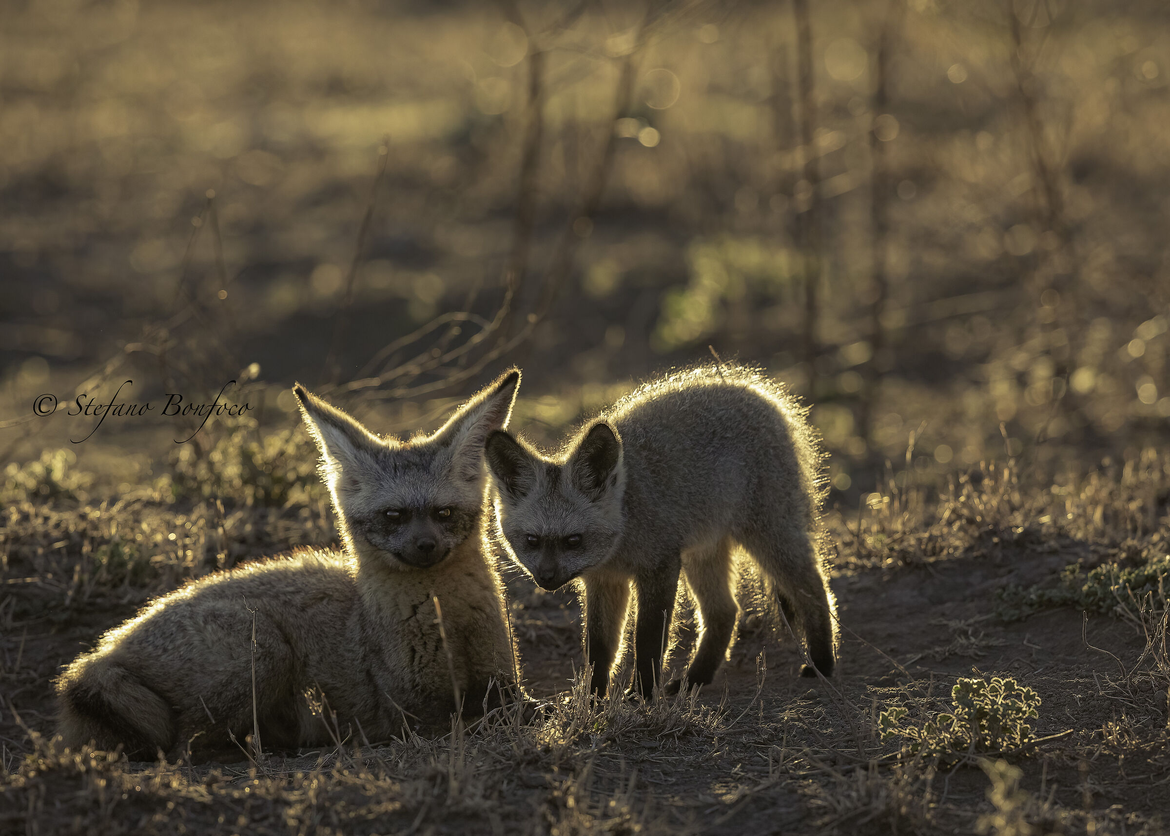 Volpe dalle orecchie di pipistrello (Otocyon megalotis)